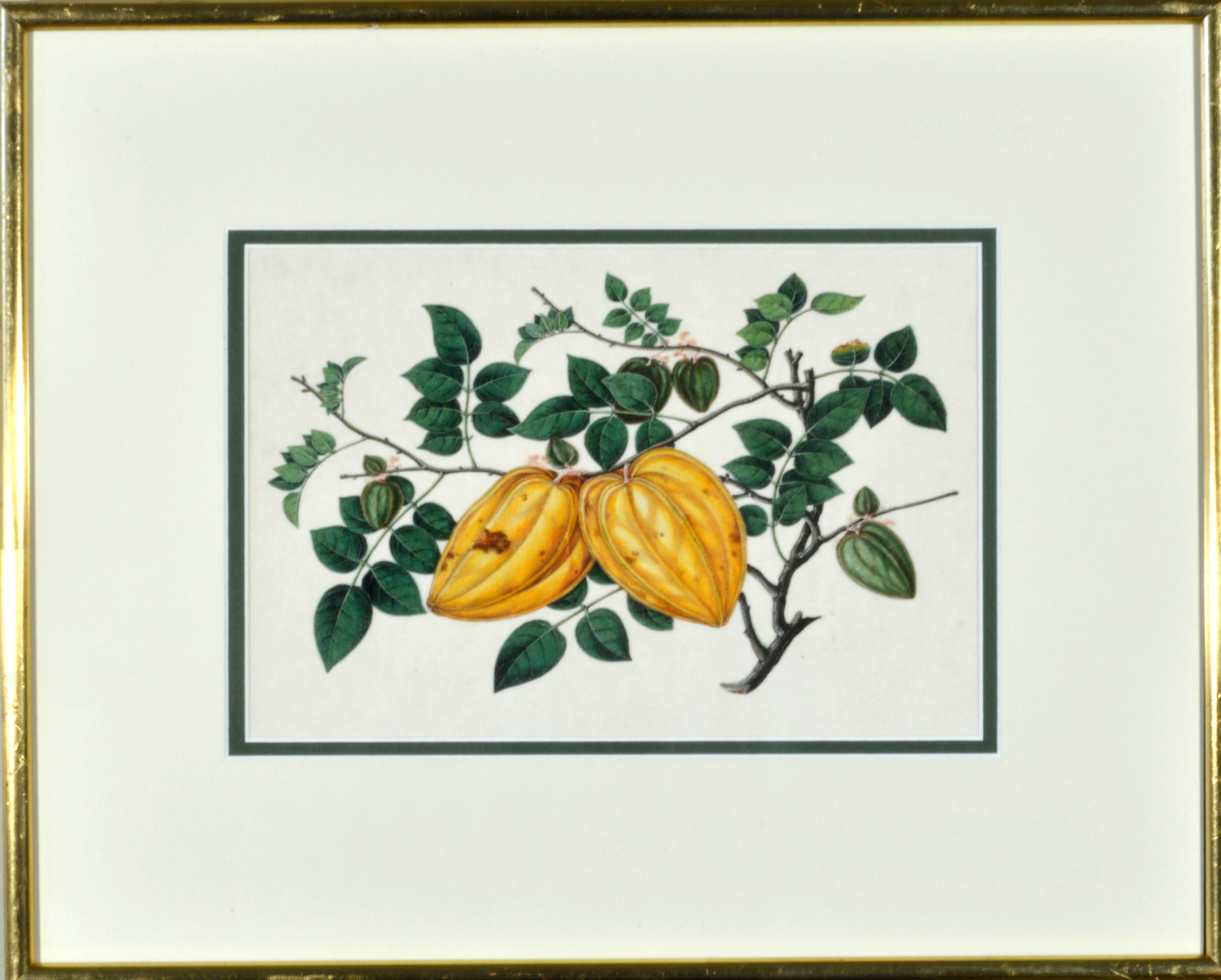 19th Century Chinese Watercolors of Exotic Fruit on Pith Paper For Sale