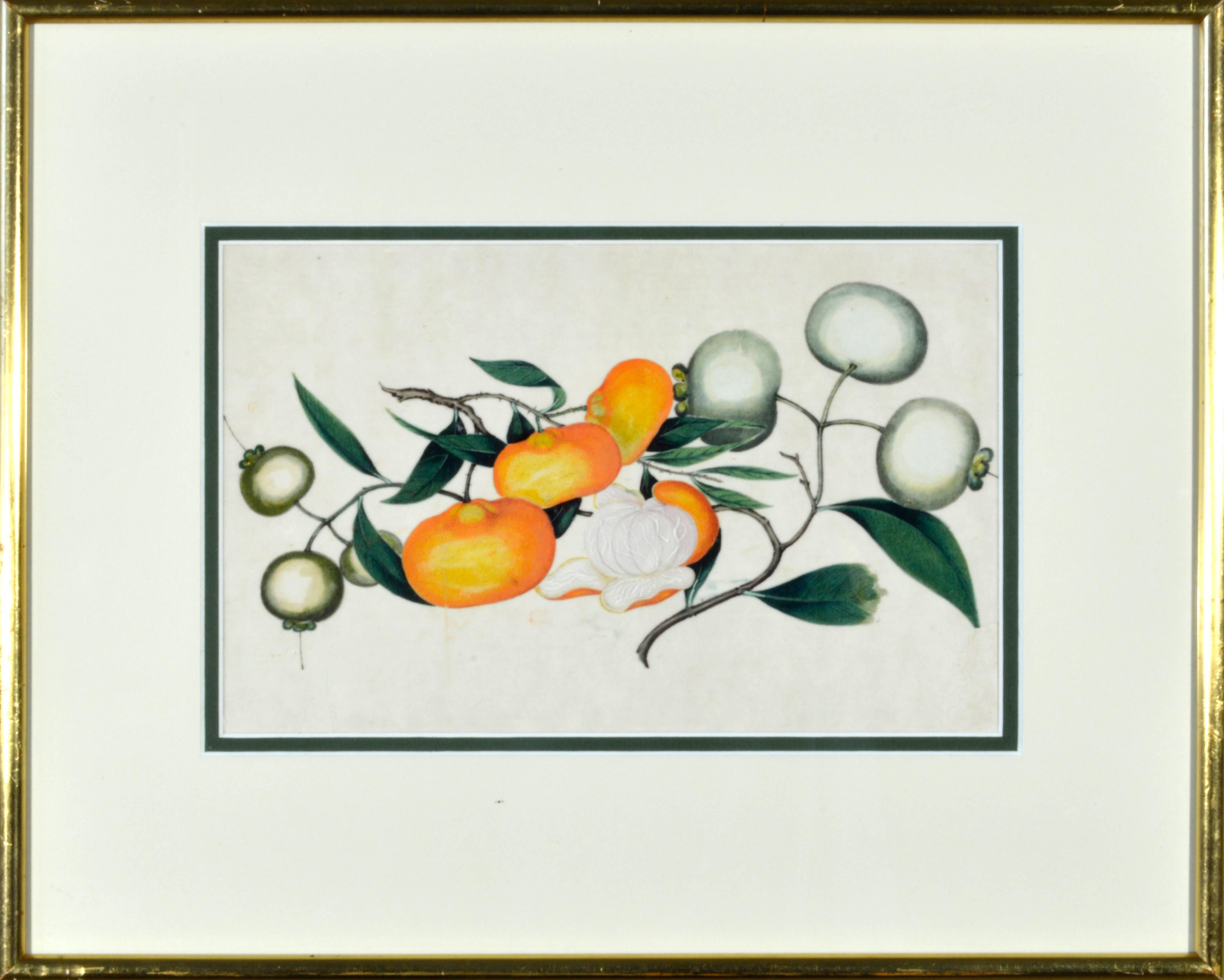 Chinese Watercolors of Exotic Fruit on Pith Paper- A Set of Eight For Sale 1