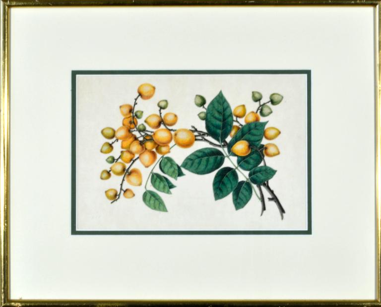 Chinese Watercolors of Exotic Fruit on Pith Paper For Sale 3