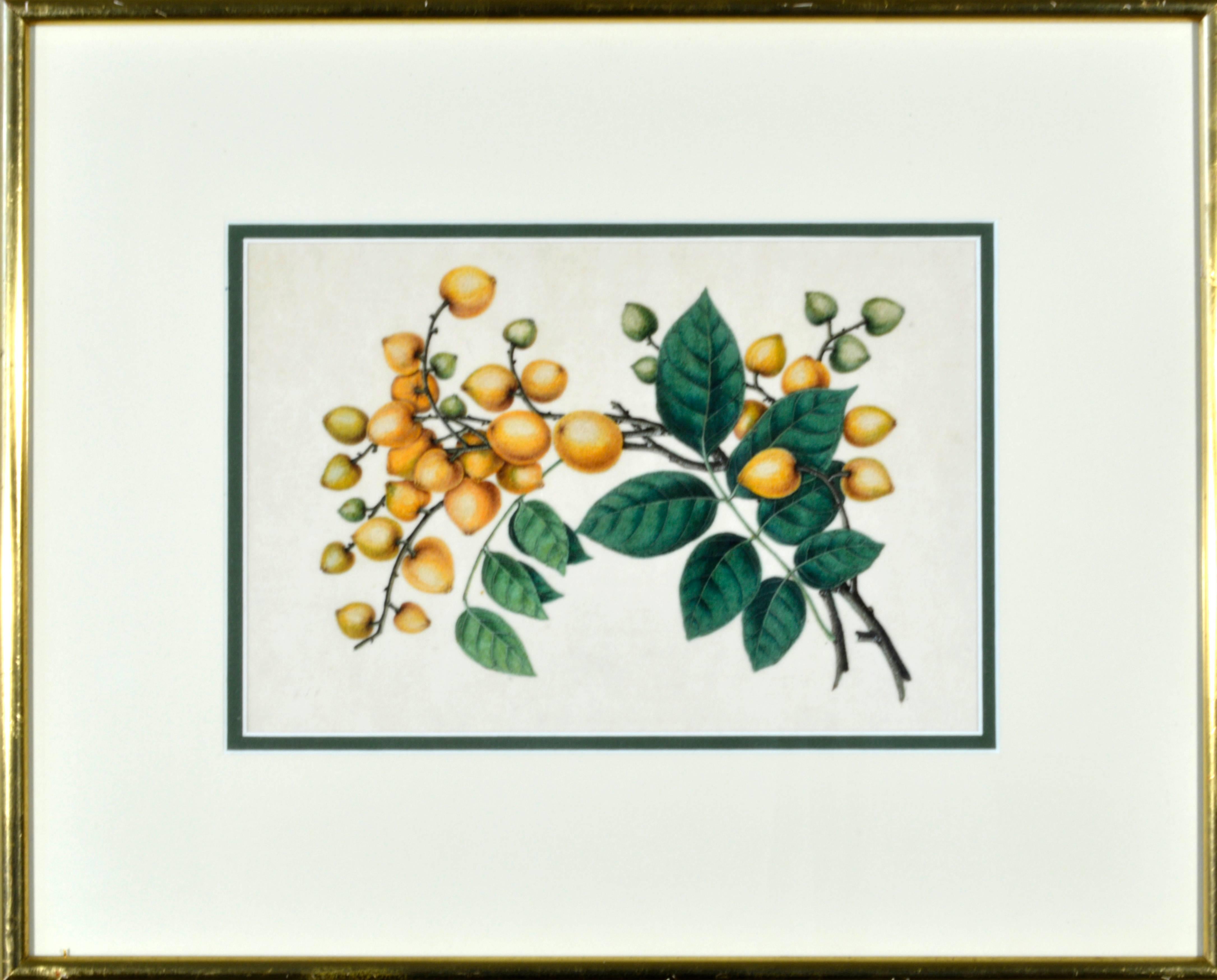 Chinese Watercolors of Exotic Fruit on Pith Paper For Sale 2