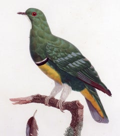 Madame Knip Cloven-Feathered Dove Engraving, Colombe Vlouvlou, Les Pigeons