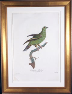 Madame Knip Green Pigeon Engraving, Madagascar Green Pigeon , from Les Pigeons