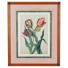 English Botanical Watercolor of Four Tulips, Flamed and Feathered, Circa 1820