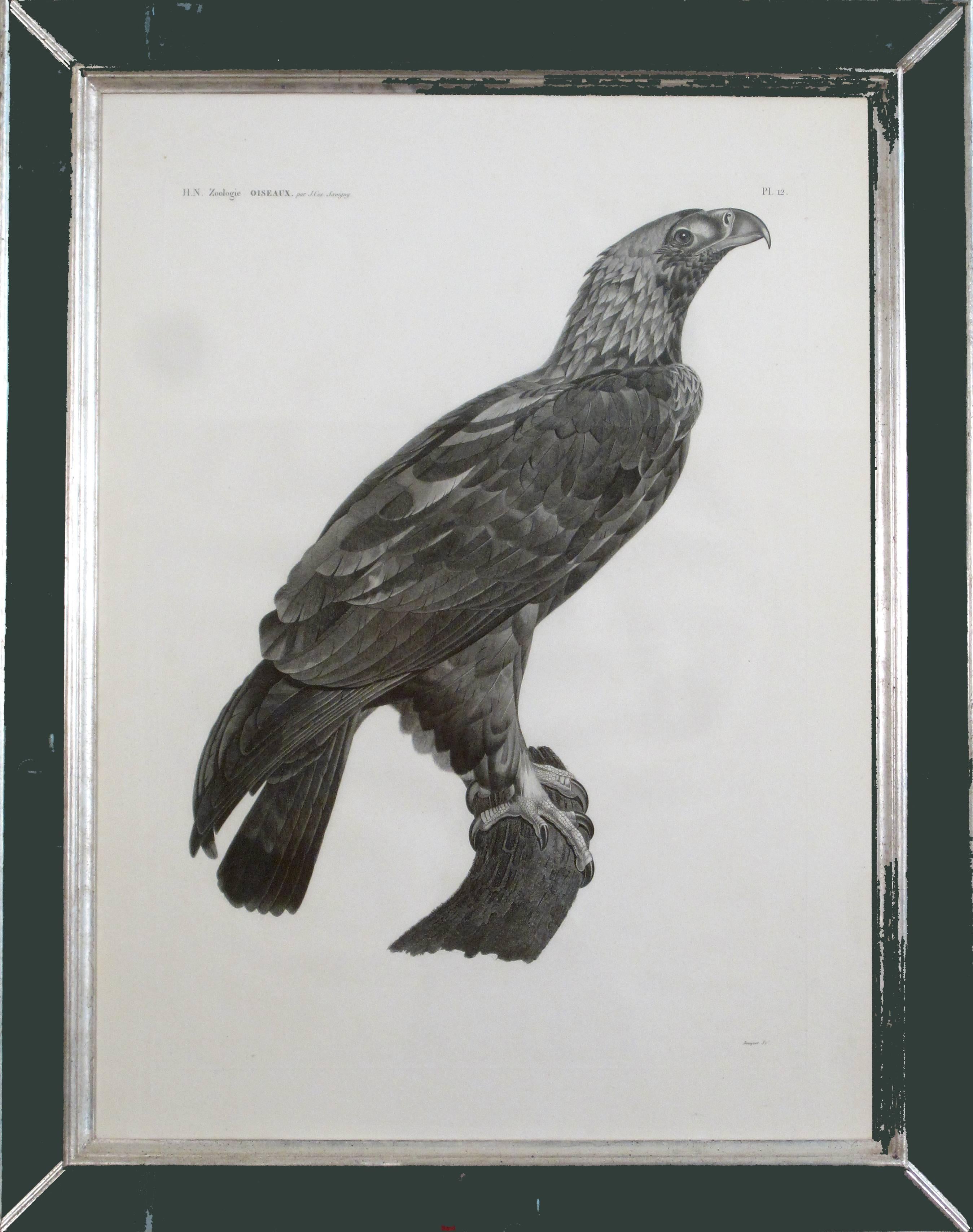 French Large Engraving of an Eagle by Savigny In Good Condition For Sale In Downingtown, PA