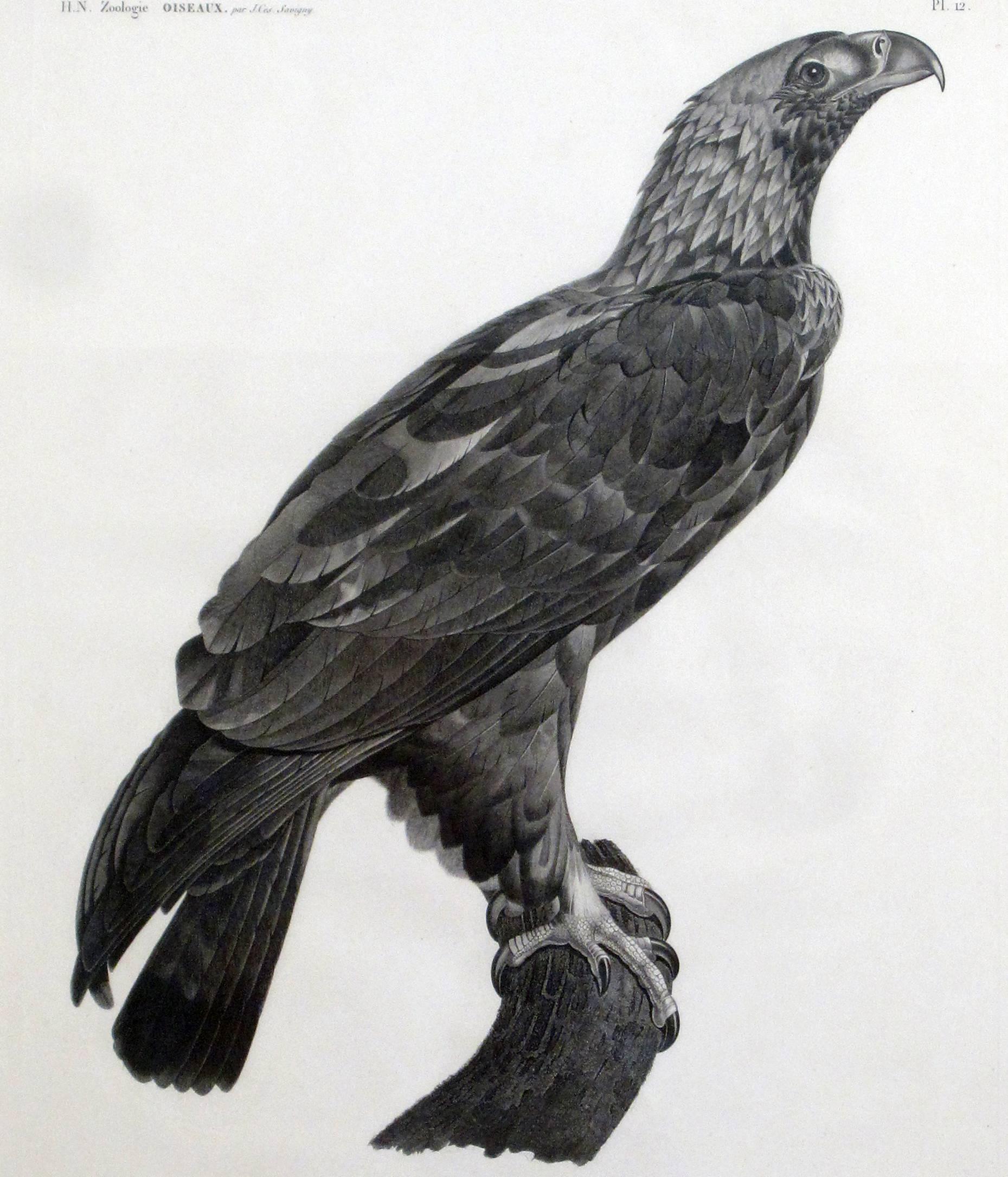 19th Century French Large Engraving of an Eagle by Savigny For Sale