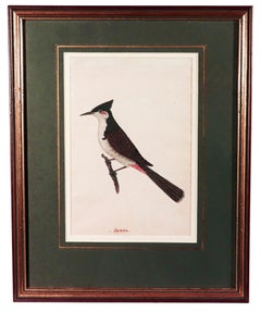 Indian Company School Bird Watercolor, Red-whiskered Bulbul, Early 19th Century