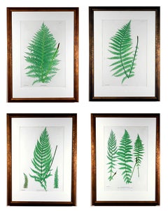 Henry Bradbury Nature-Printed Fern Botanical Prints, Set of Four, Framed