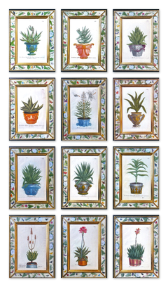 Stampe botaniche a mezzotinta di Weinmann raffiguranti aloe in vaso, ispirate a Ehret, serie di dodici