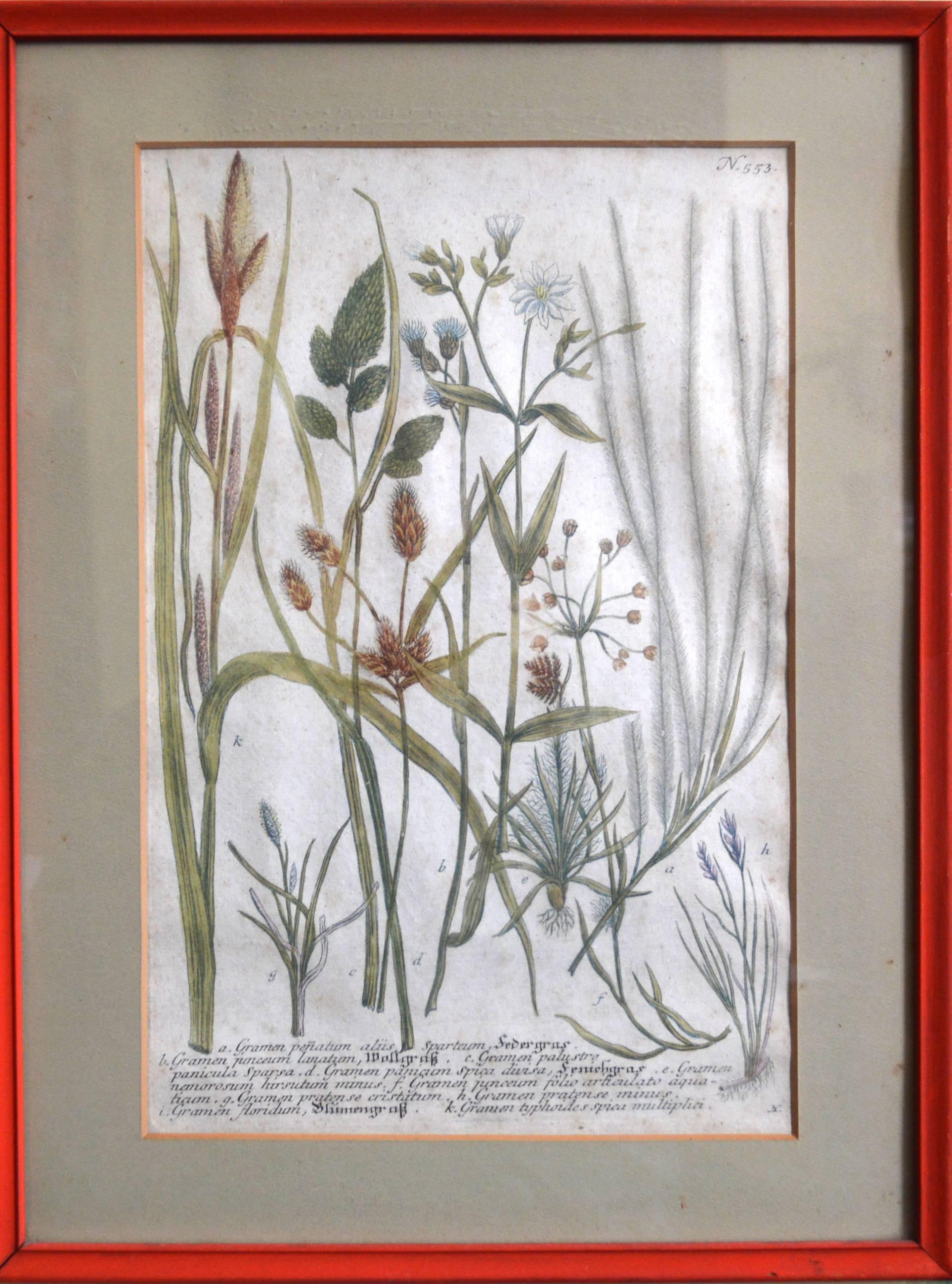 Five Framed Engravings of Flowers, Johann Wilhelm Weinmann, circa 1740 In Fair Condition In Downingtown, PA
