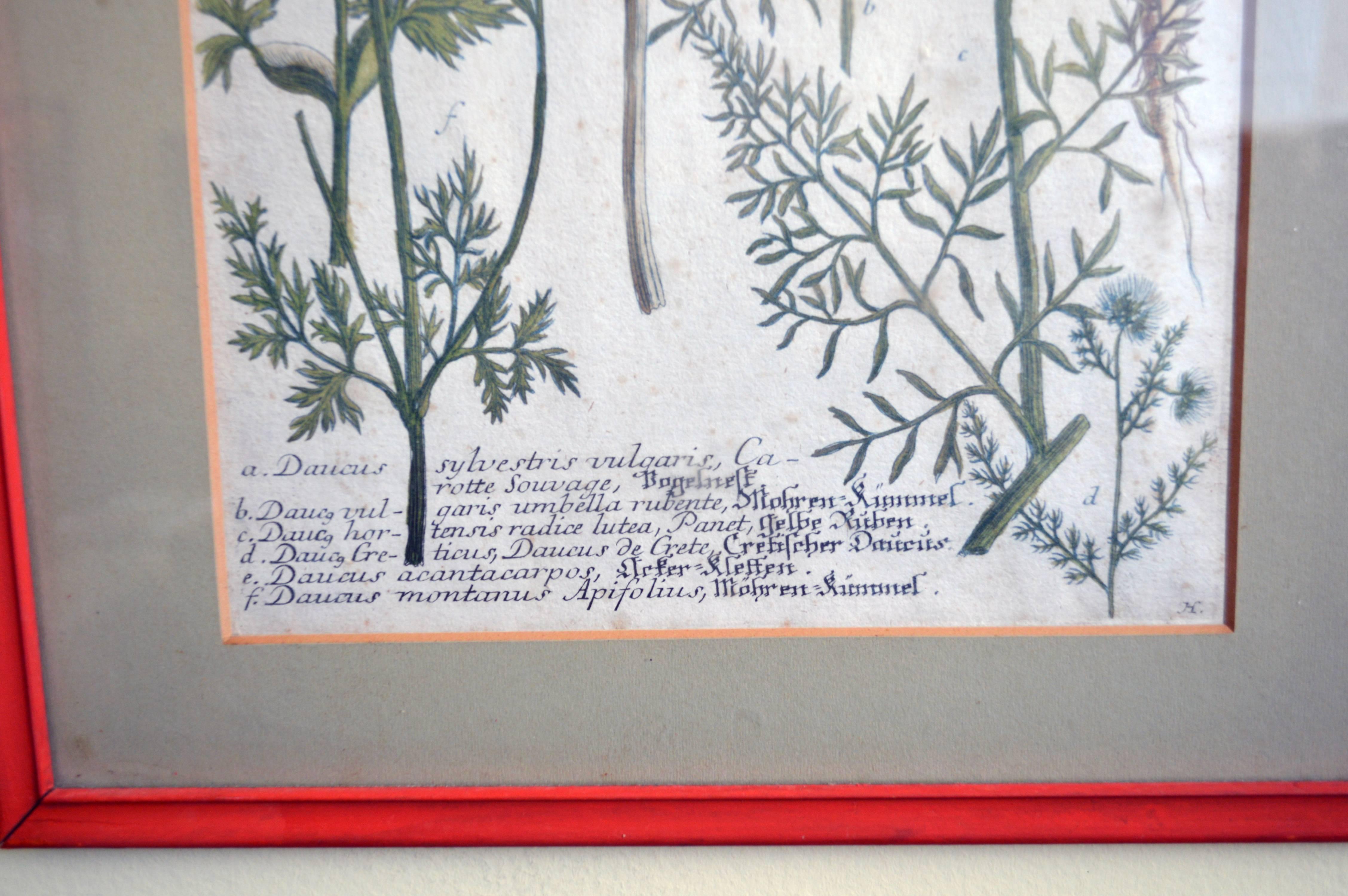 Five Framed Engravings of Flowers, Johann Wilhelm Weinmann, circa 1740 1