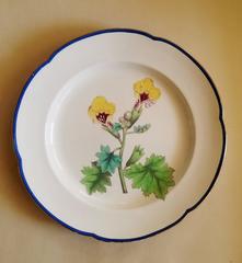 English Botanical Pearl Ware Pottery Painted Named Specimen Plates, Wm. Curtis