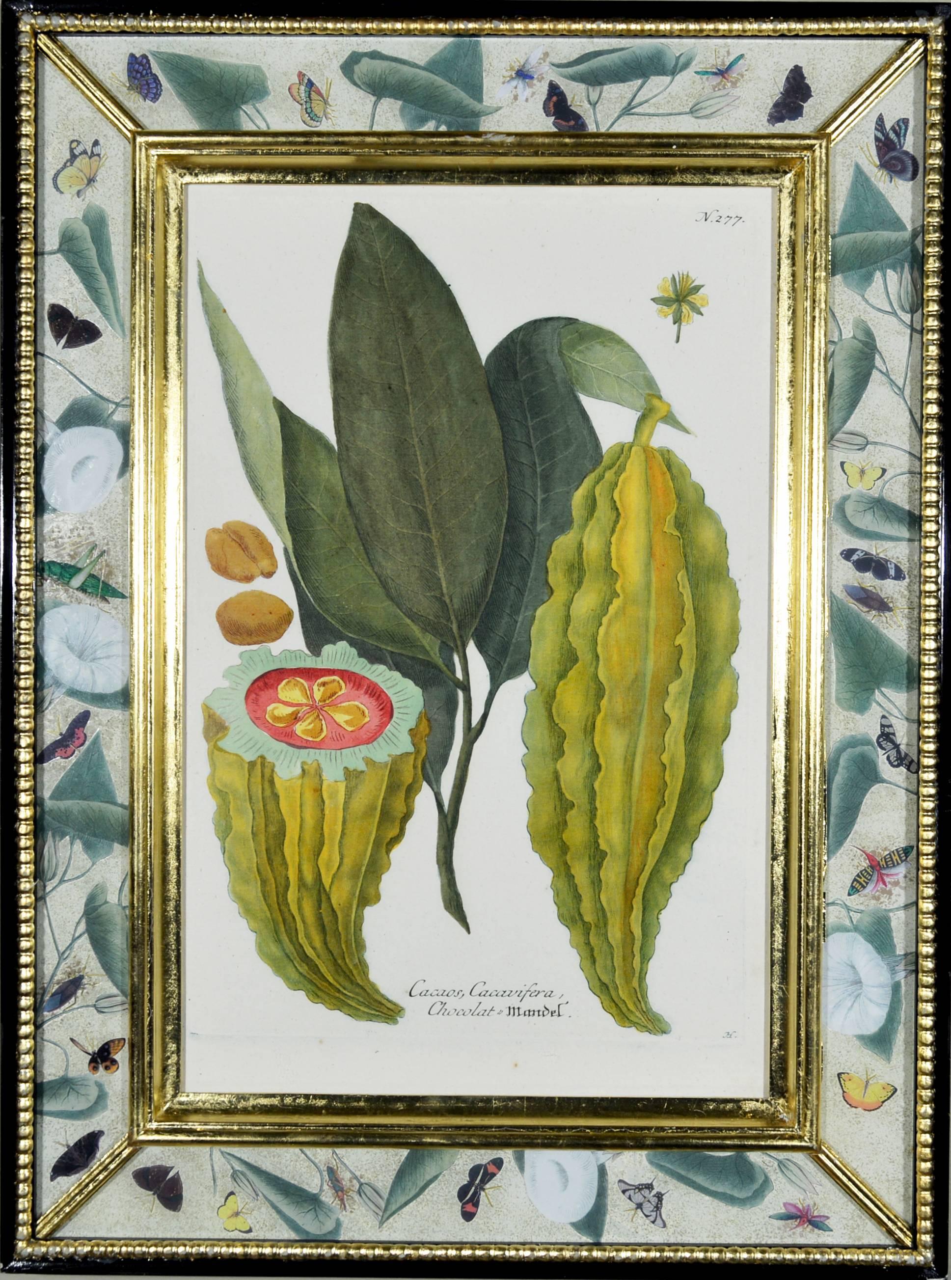 Set of six engravings,
from Phytanthoza Iconographia, Regensburg,
Johann Wilhelm Weinmann,
circa 1740

An outstanding collection of twelve hand-finished engravings of exotic plants from one of the most important botanical studies of the 18th