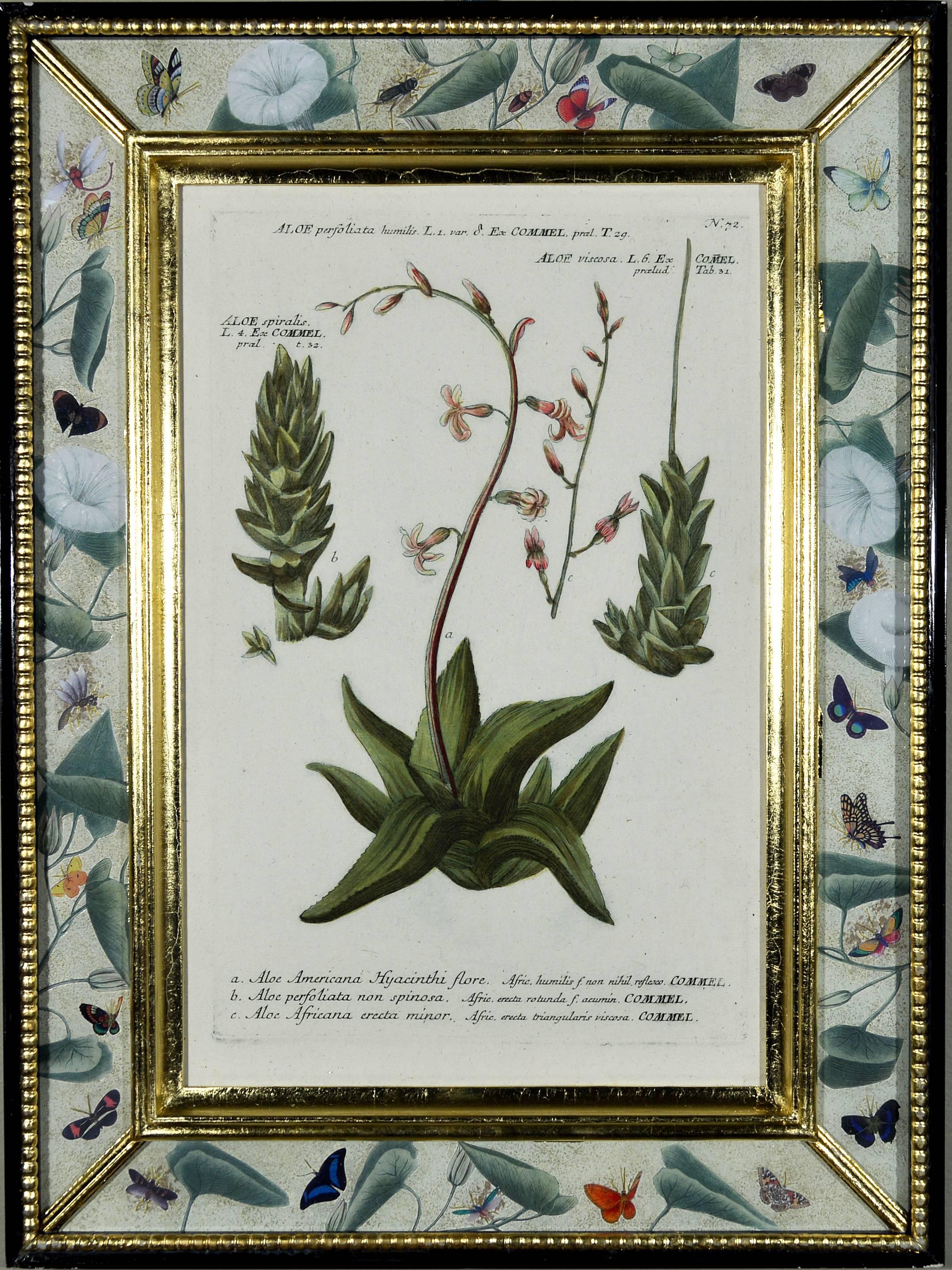 Set of six botanical prints,
from Phytanthoza Iconographia, Regensburg,
Johann Wilhelm Weinmann,
circa 1740

An outstanding collection of twelve hand-finished engravings of exotic plants from one of the most important botanical studies of the