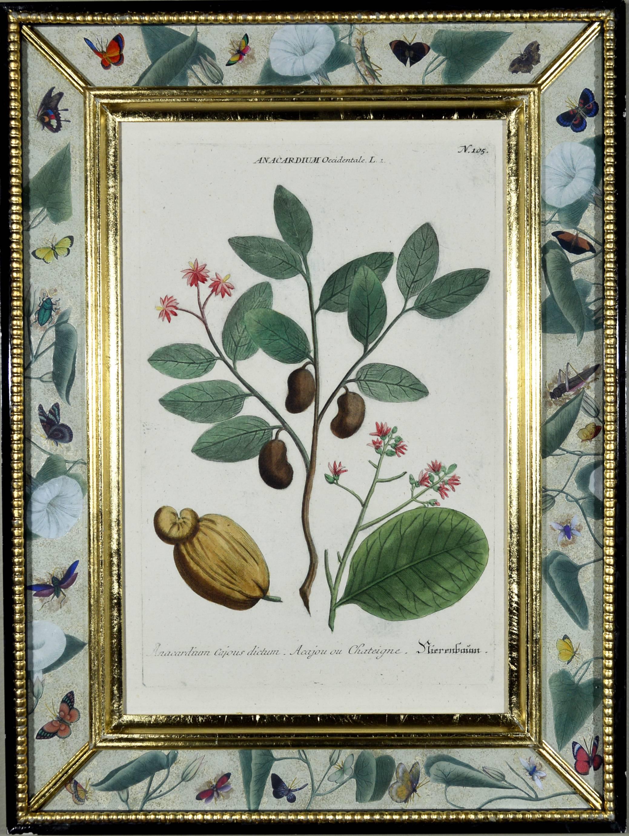 Georgian Johann Wilhelm Weinmann Set of Six Botanical Engravings, circa 1740