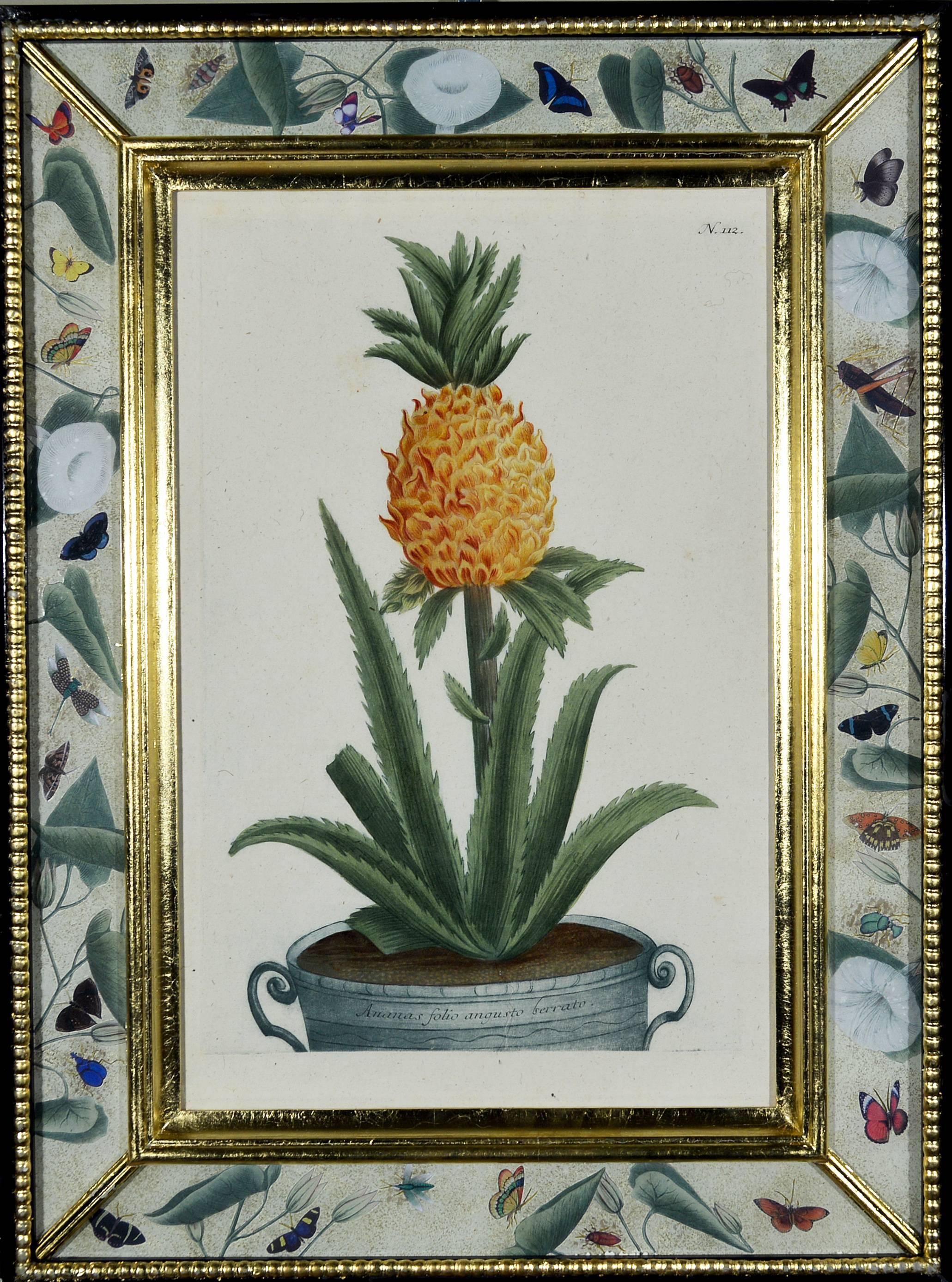 German Johann Wilhelm Weinmann Set of Six Botanical Engravings, circa 1740
