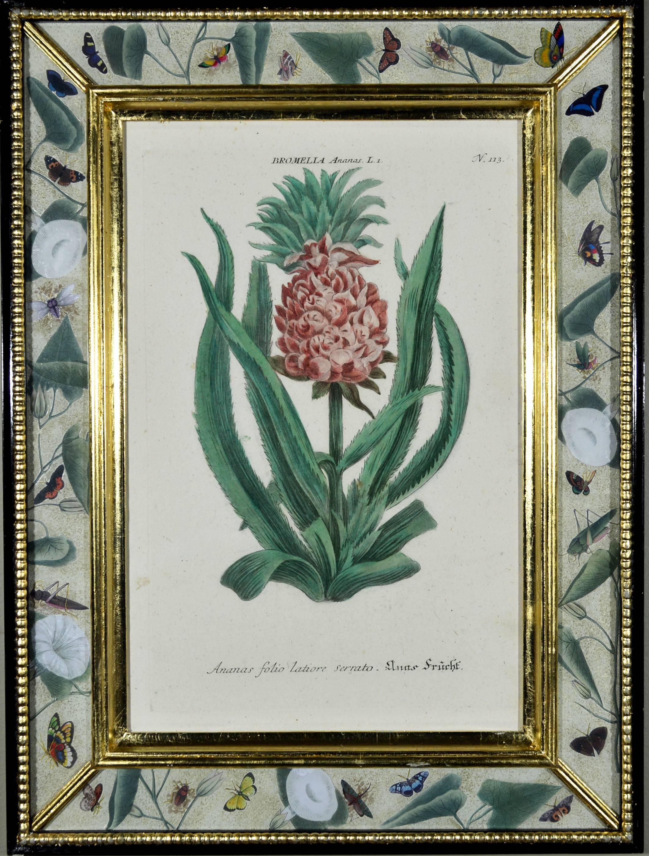 Johann Wilhelm Weinmann Set of Six Botanical Engravings, circa 1740 In Excellent Condition In Downingtown, PA