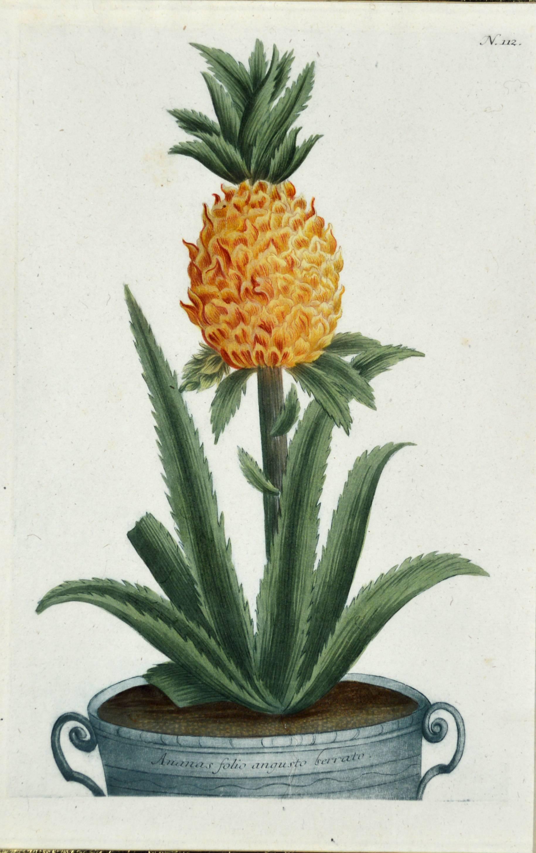 Johann Wilhelm Weinmann Set of Six Botanical Engravings, circa 1740 2
