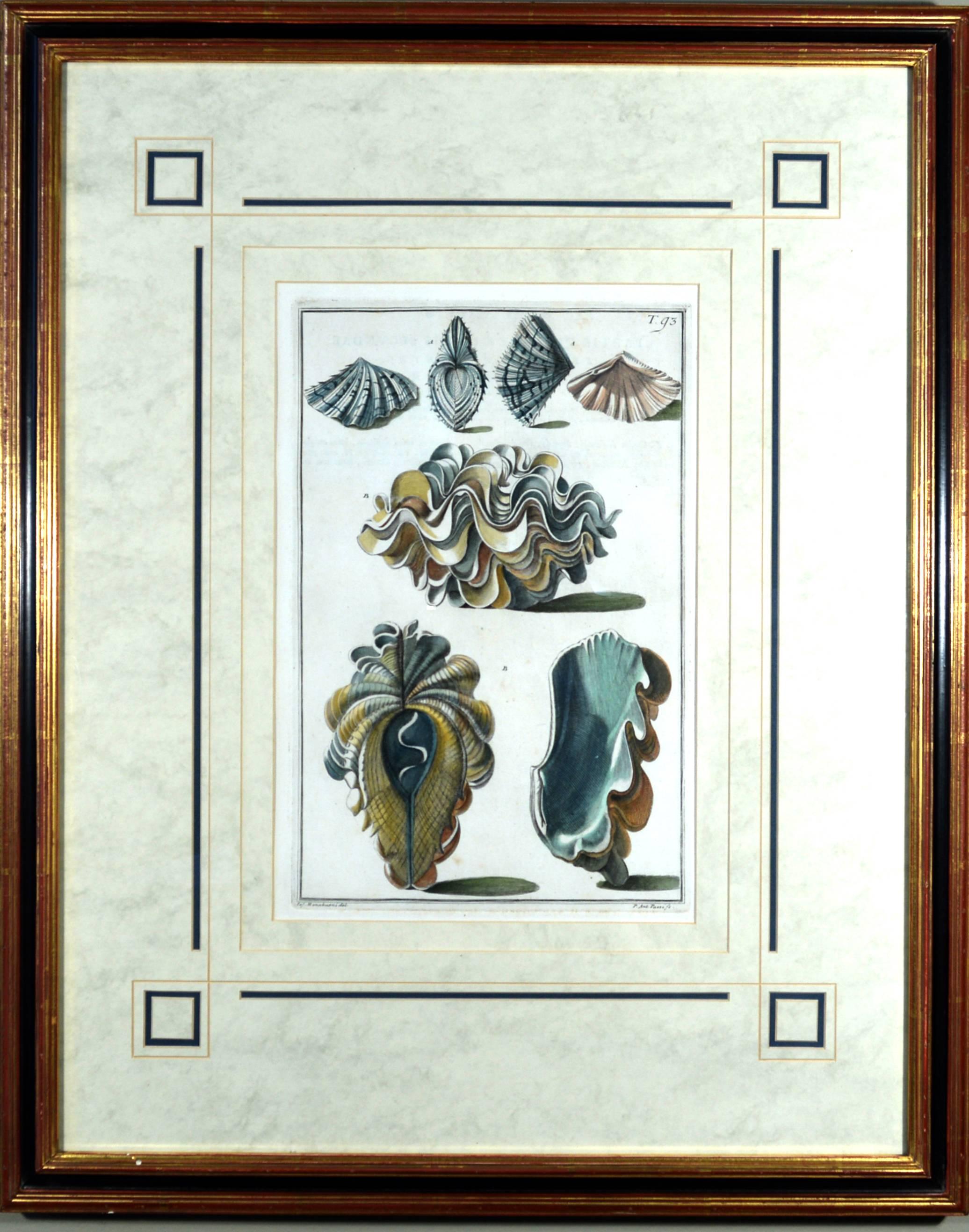 Muschelpaar mit Gravuren,
aus Index Testarum Conchyliorum von Niccolo Gualtieri,
Gestochen von Antonio Pazzi & Giuseppe Menabuoni,
1742.

Zwei gerahmte handkolorierte Muscheldrucke aus dem Index Testarum Conchyliorum von Niccolo Gualtieri,