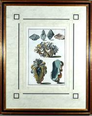 18th-century Seashell Engravings by Niccolo Gualtieri