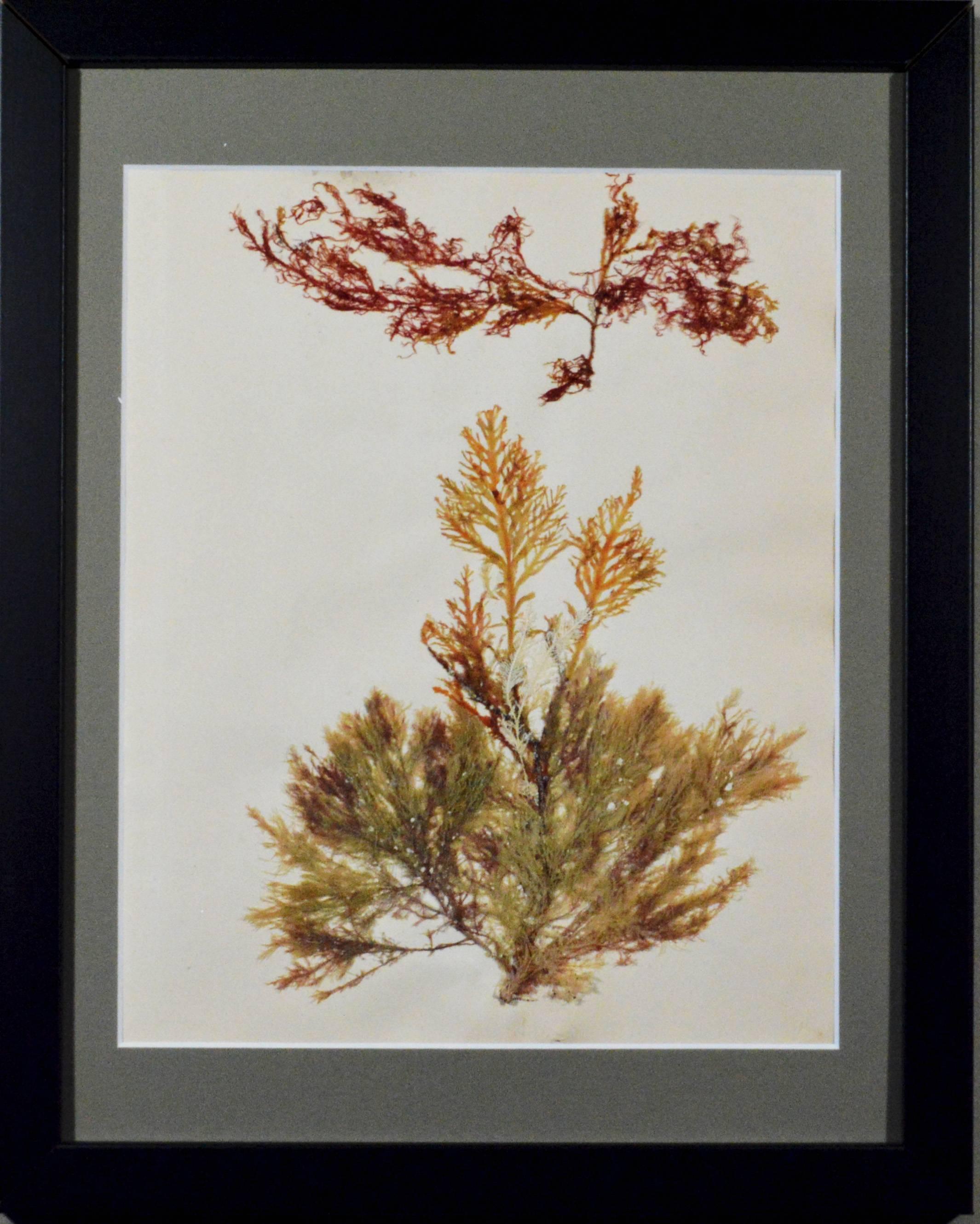 Victorian ladies pressed seaweed pictures, 
circa 1885

The 19 different pictures consist of groups of seaweed arranged on paper in an artistic manner and now framed in simple black frames. Biologists pressed samples of seaweeds for herbariums