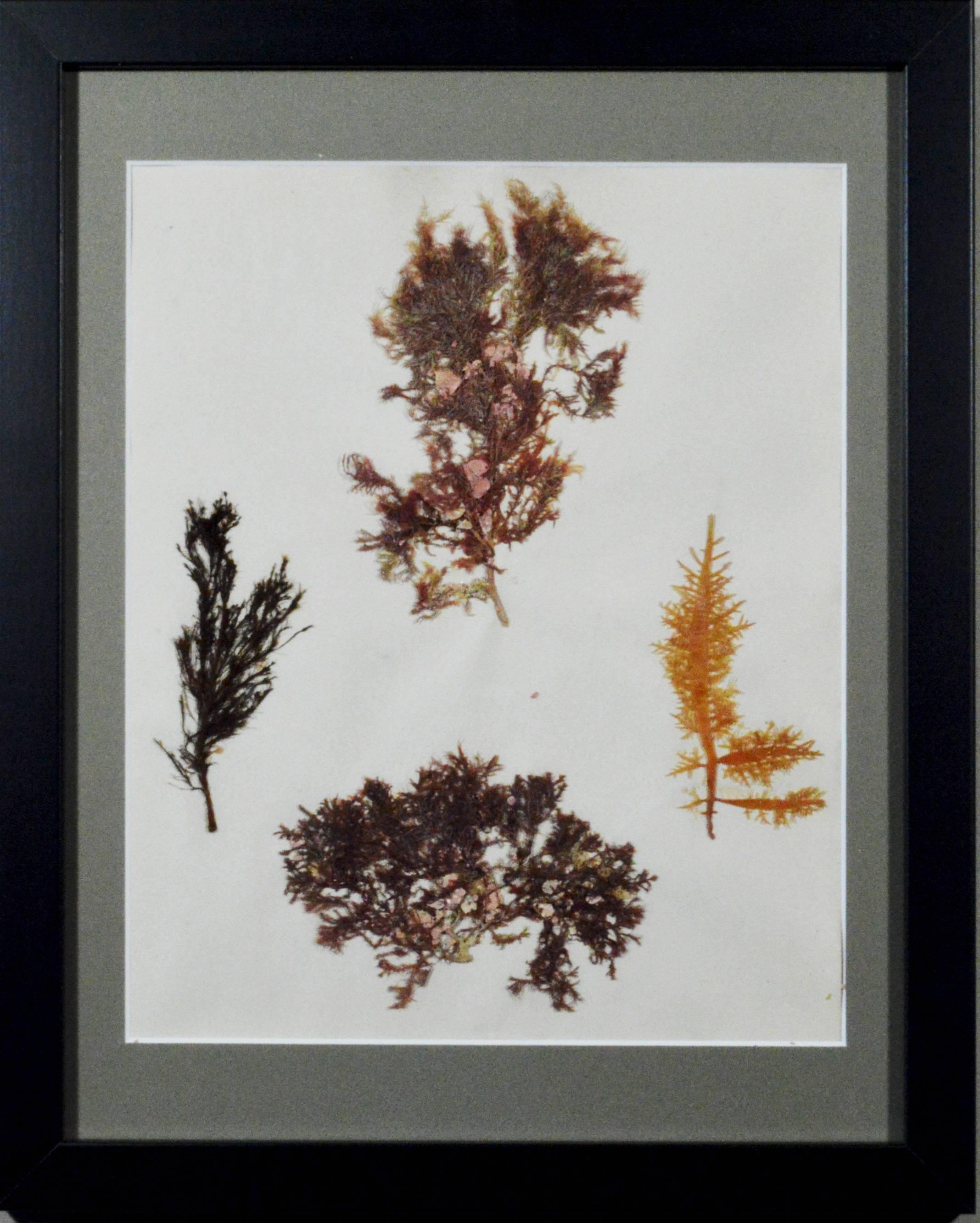 Victorian ladies' pressed seaweed pictures, 
Set of six,
circa 1885

The six from a set of nineteen different pictures consist of groups of seaweed arranged on paper in an artistic manner and now framed in simple black frames. Biologists pressed