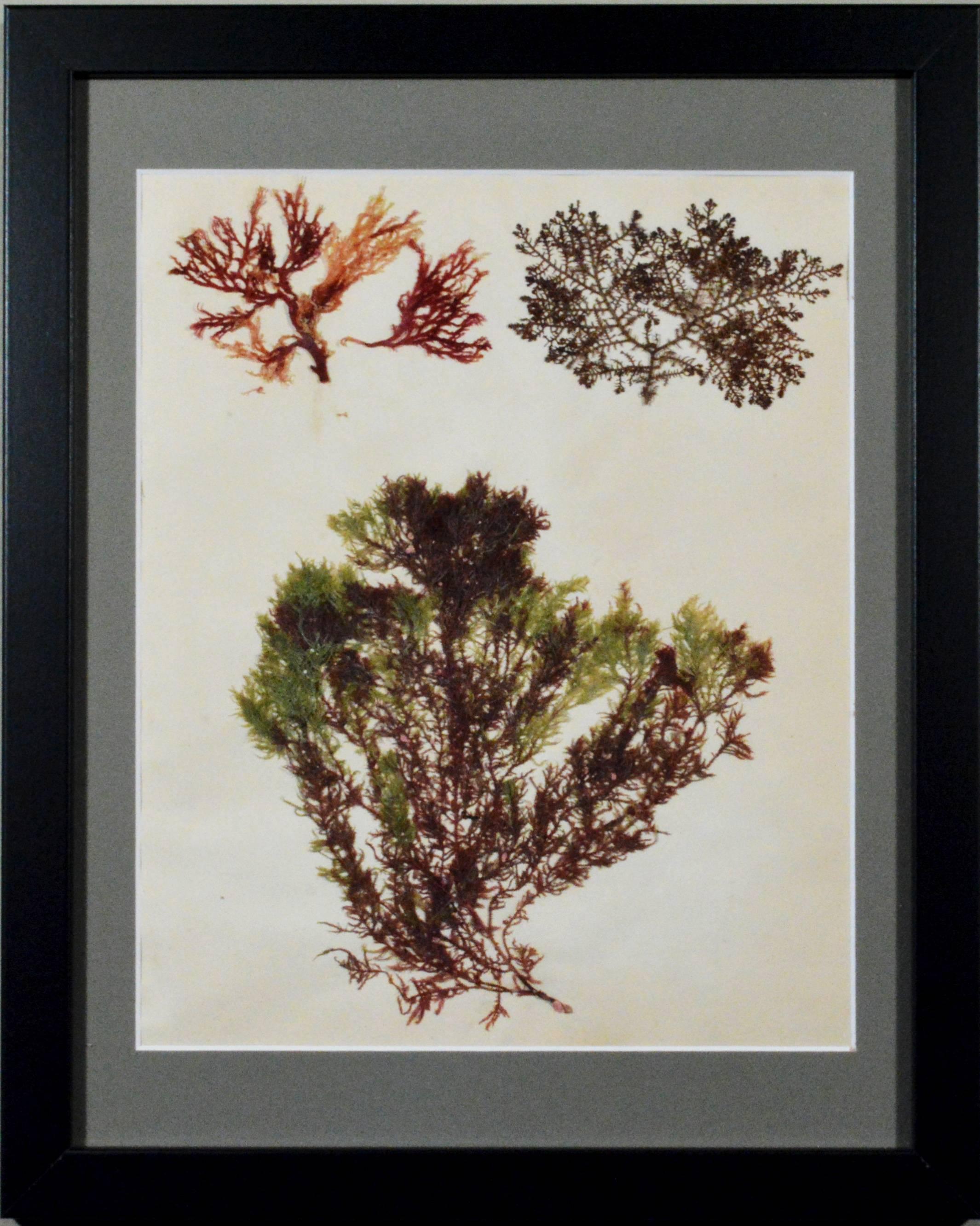 Victorian Ladies' pressed seaweed pictures, 
circa 1885

The six different pictures from a group of nineteen consist of groups of seaweed arranged on paper in an artistic manner and now framed in simple black frames. Biologists pressed samples of