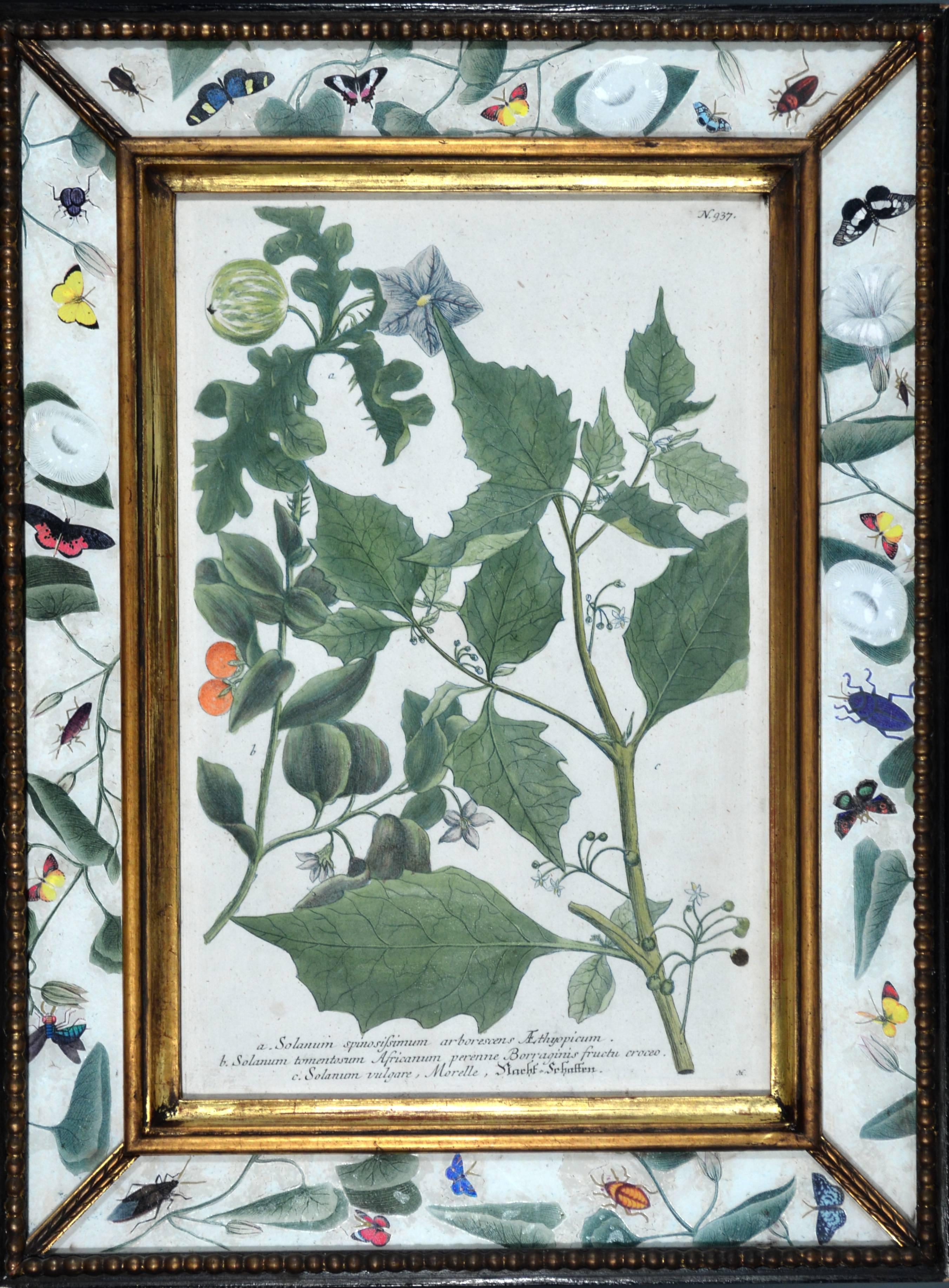 Set of twelve botanical engravings, 
from Phytanthoza Iconographia, Regensburg
Johann Wilhelm Weinmann,
circa 1740.

An outstanding collection of twelve hand-finished engravings of exotic plants from one of the most important botanical studies