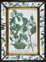 Set of Twelve Botanical Engravings, Johann Wilhelm Weinmann, circa 1740