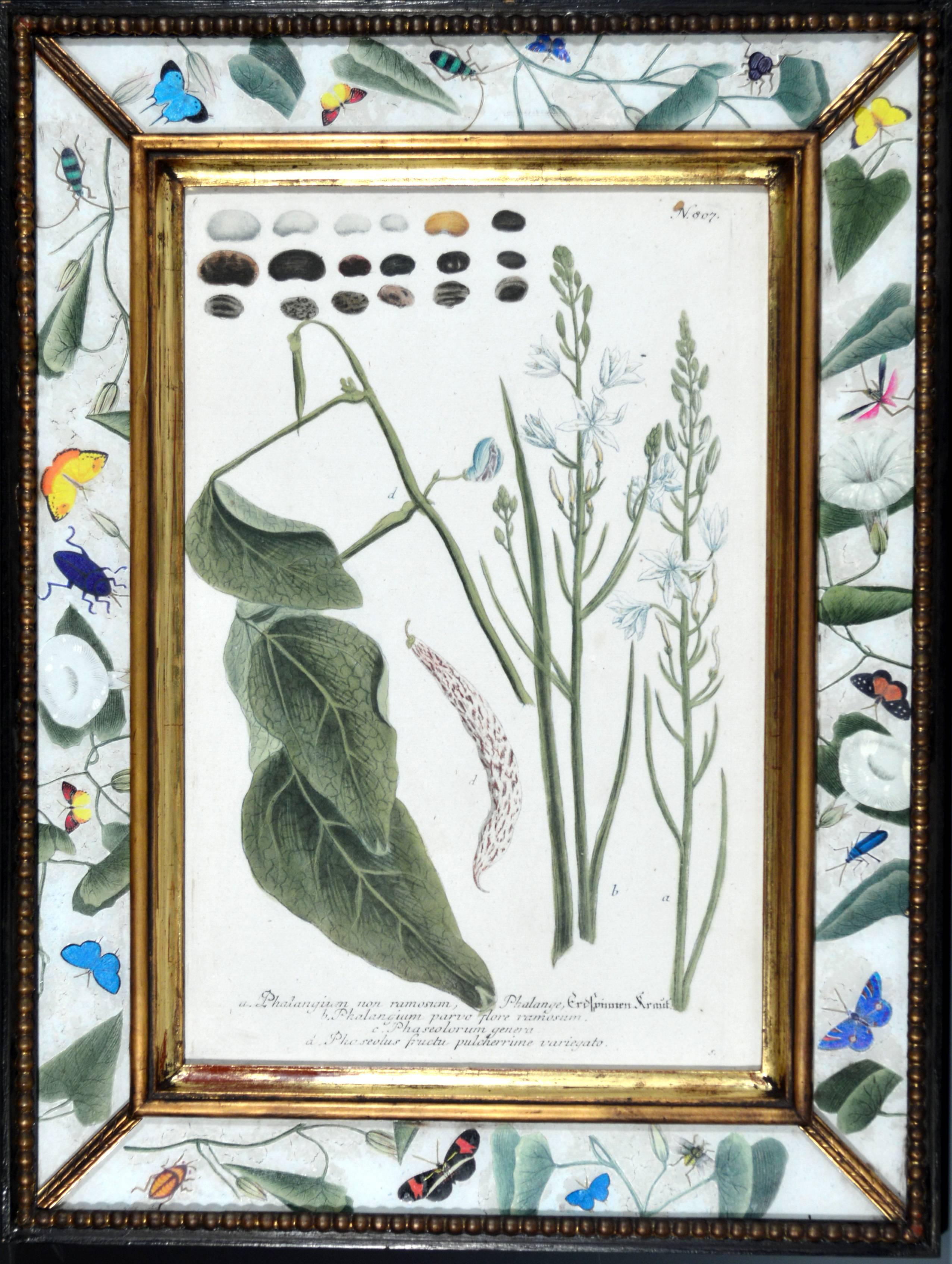 Georgian Set of Twelve Botanical Engravings, Johann Wilhelm Weinmann, circa 1740
