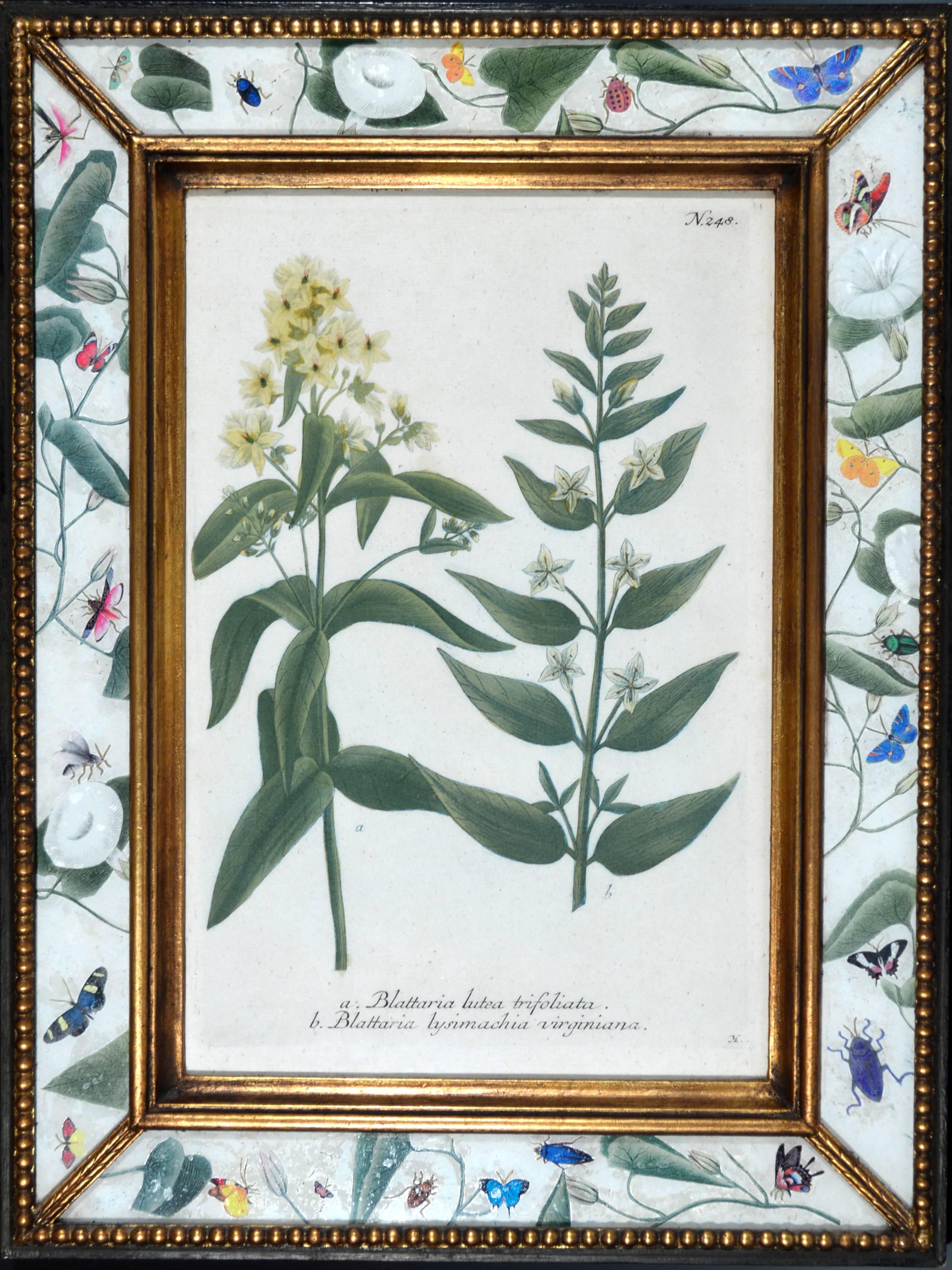 18th Century Set of Twelve Botanical Engravings, Johann Wilhelm Weinmann, circa 1740