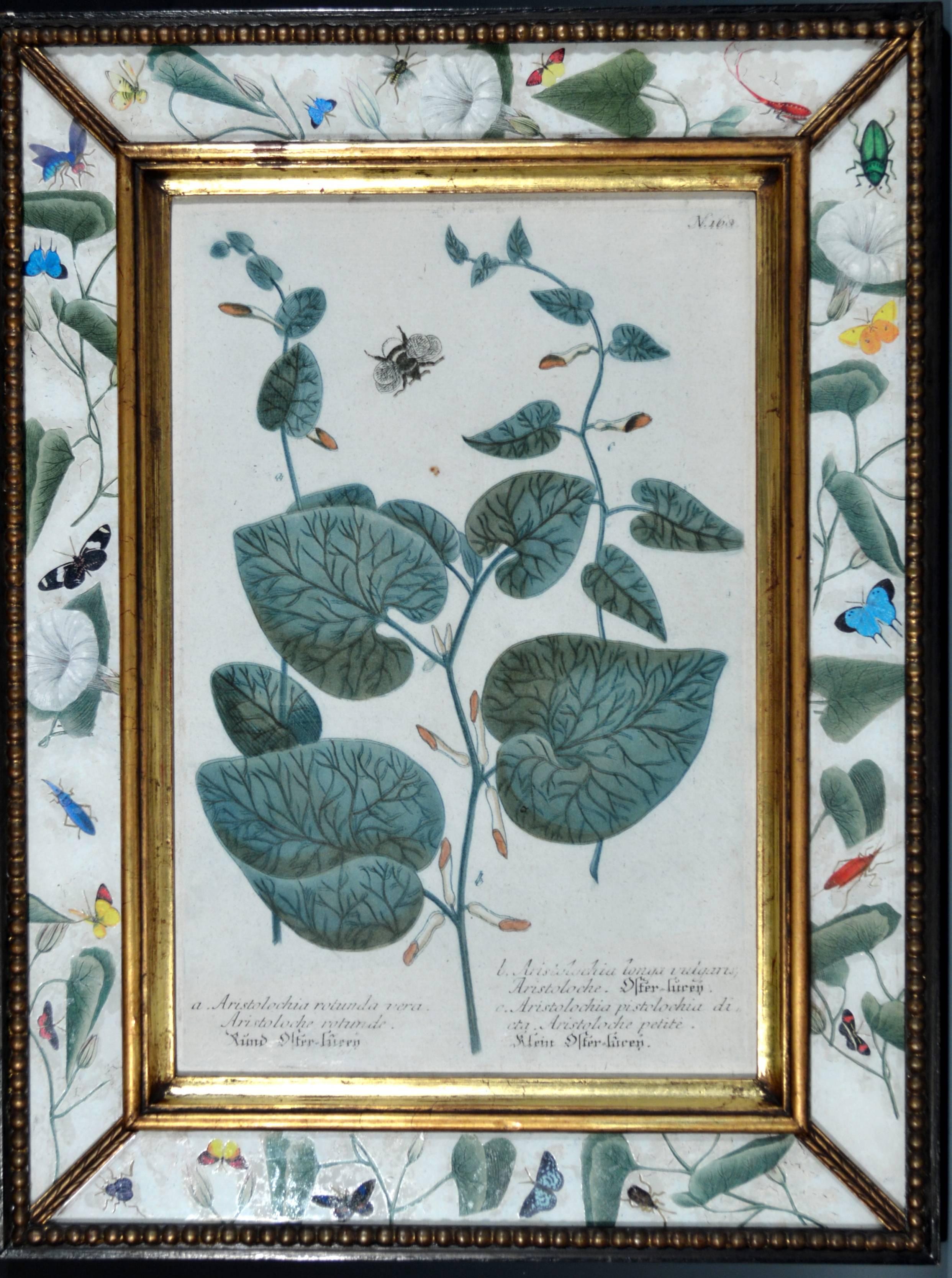 Paper Set of Twelve Botanical Engravings, Johann Wilhelm Weinmann, circa 1740