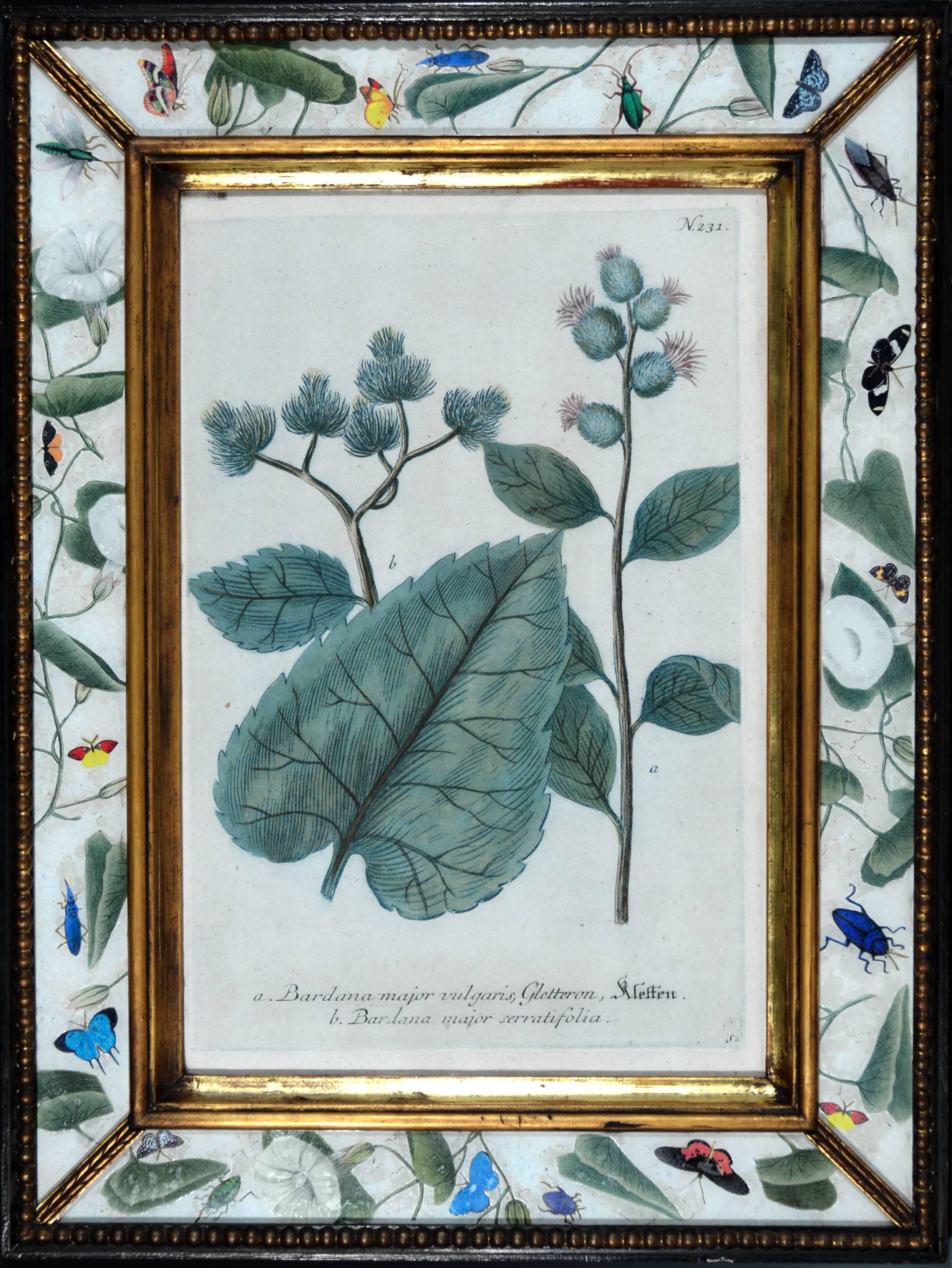 Set of Twelve Botanical Engravings, Johann Wilhelm Weinmann, circa 1740 1
