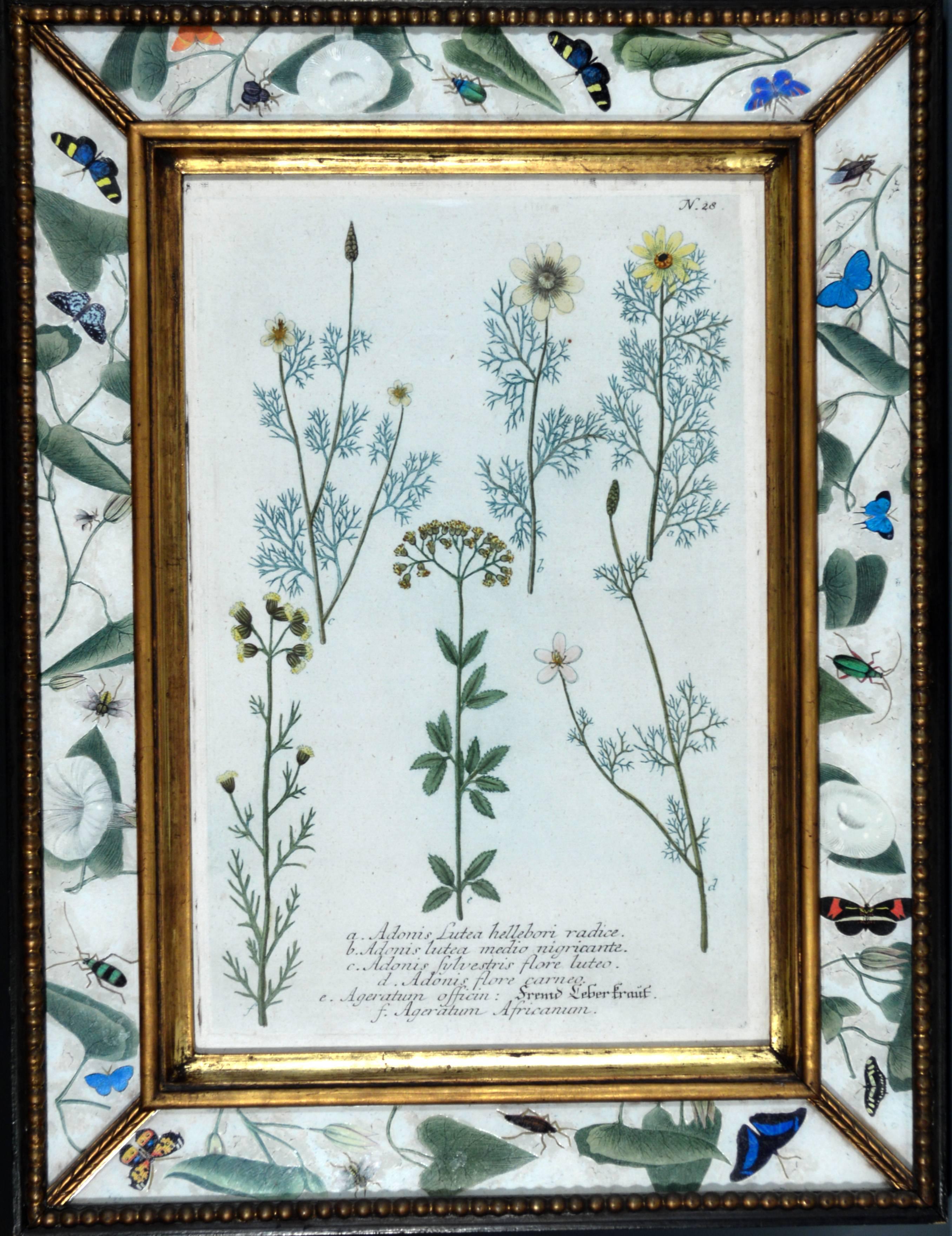 Set of Twelve Botanical Engravings, Johann Wilhelm Weinmann, circa 1740 2