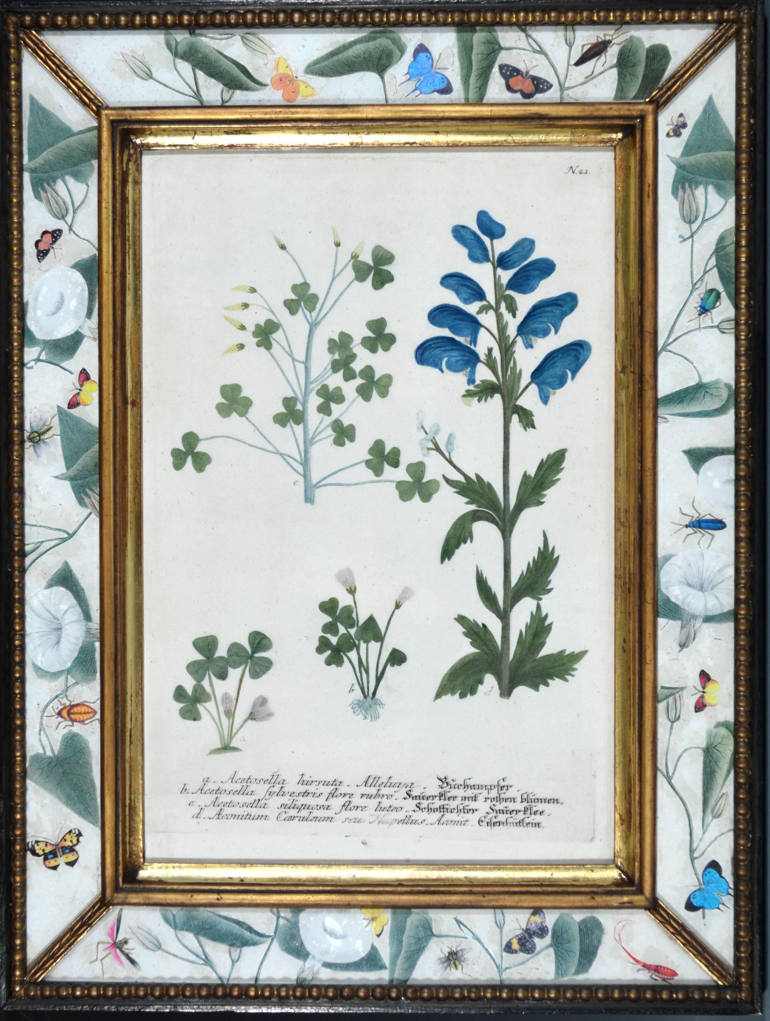 Set of Twelve Botanical Engravings, Johann Wilhelm Weinmann, circa 1740 3