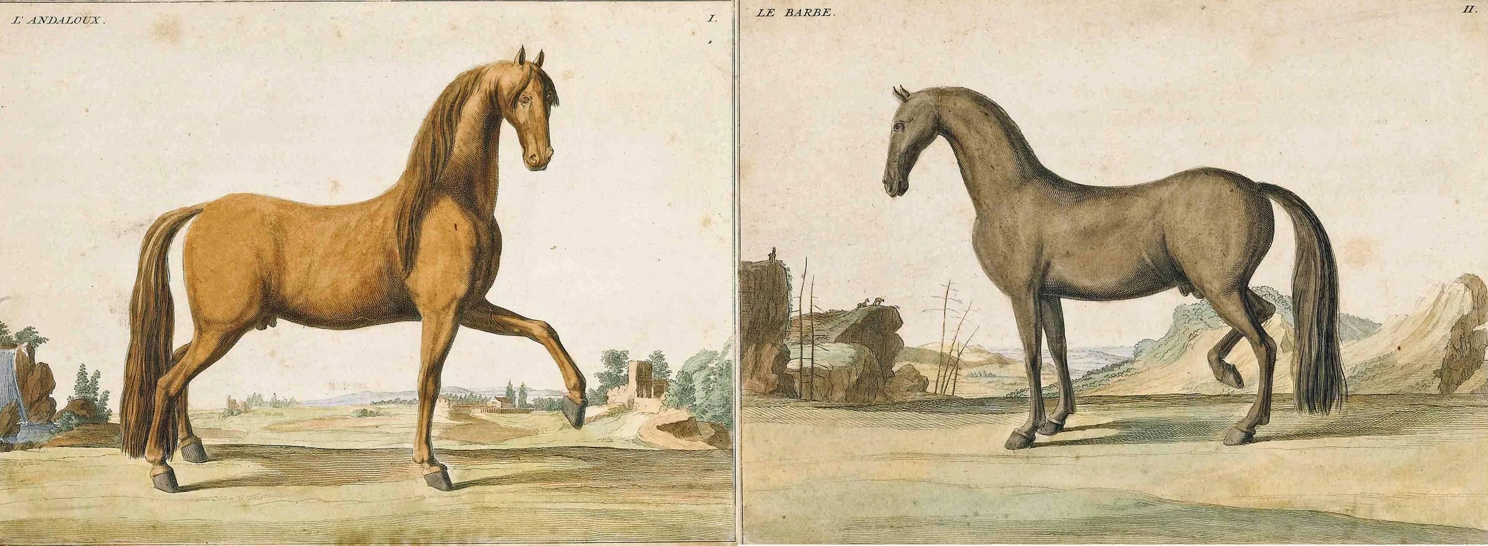 Hand colored prints of horses from 