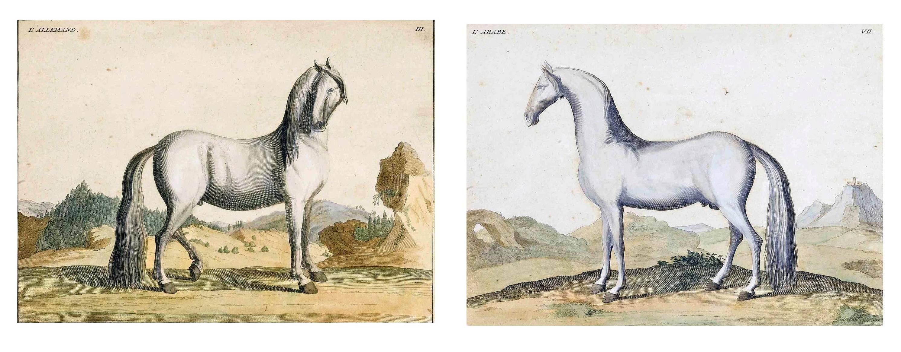 antique horse prints for sale