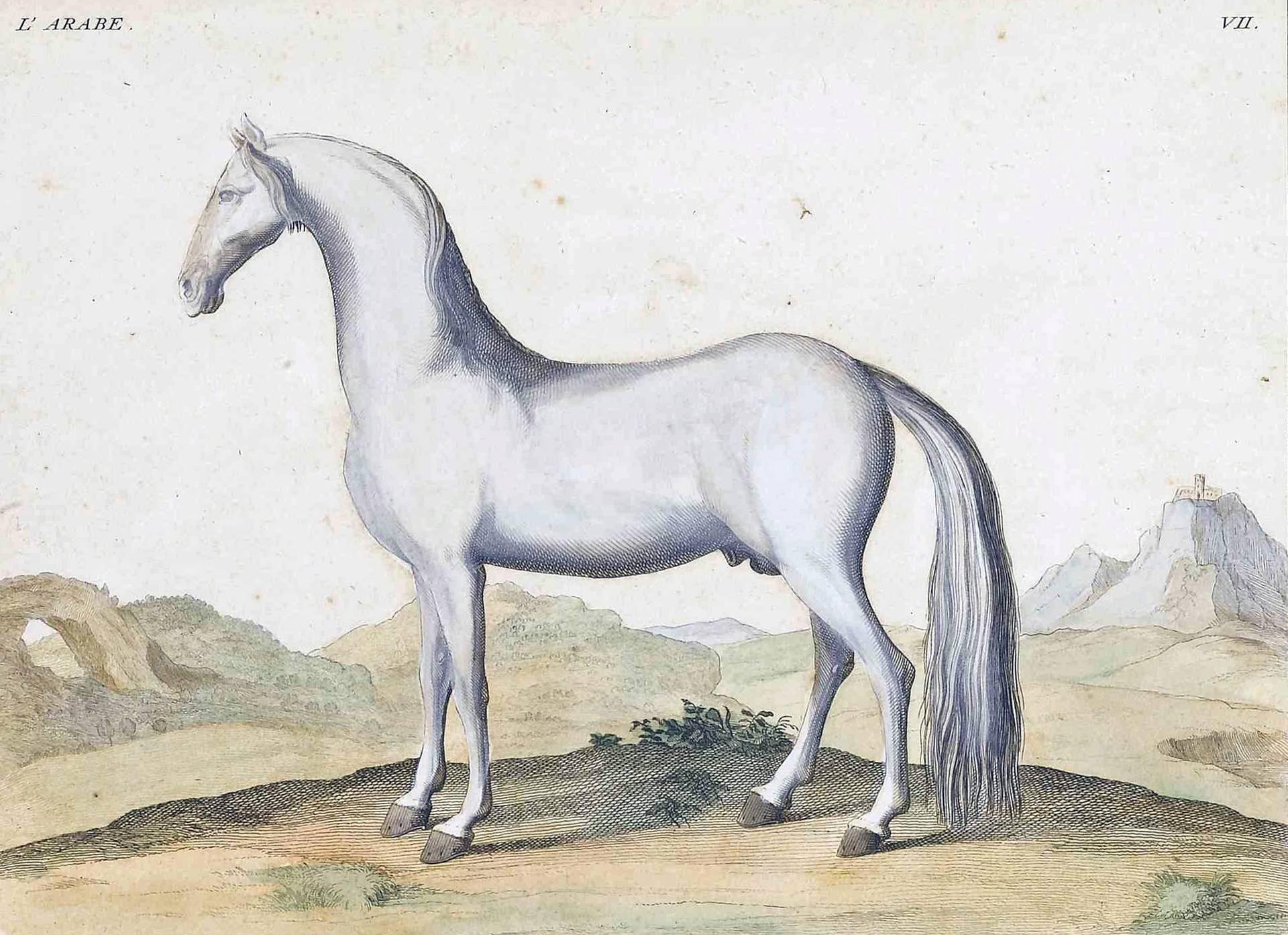 German 18th Century, Antique Horse Prints by Baron D'Eisenberg For Sale