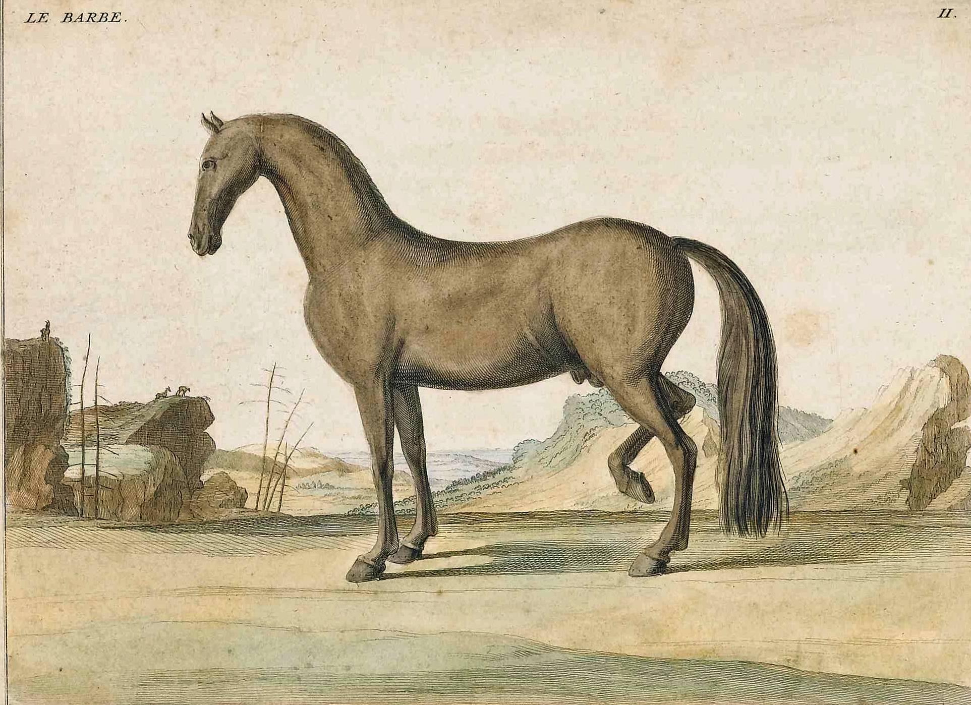 Paper 18th Century, Antique Horse Prints by Baron D'Eisenberg For Sale