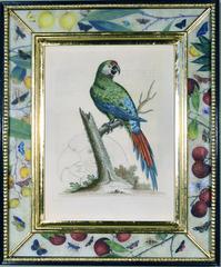 George Edwards Hand-Colored Set of 12 Engravings of Parrots, 1743-1764
