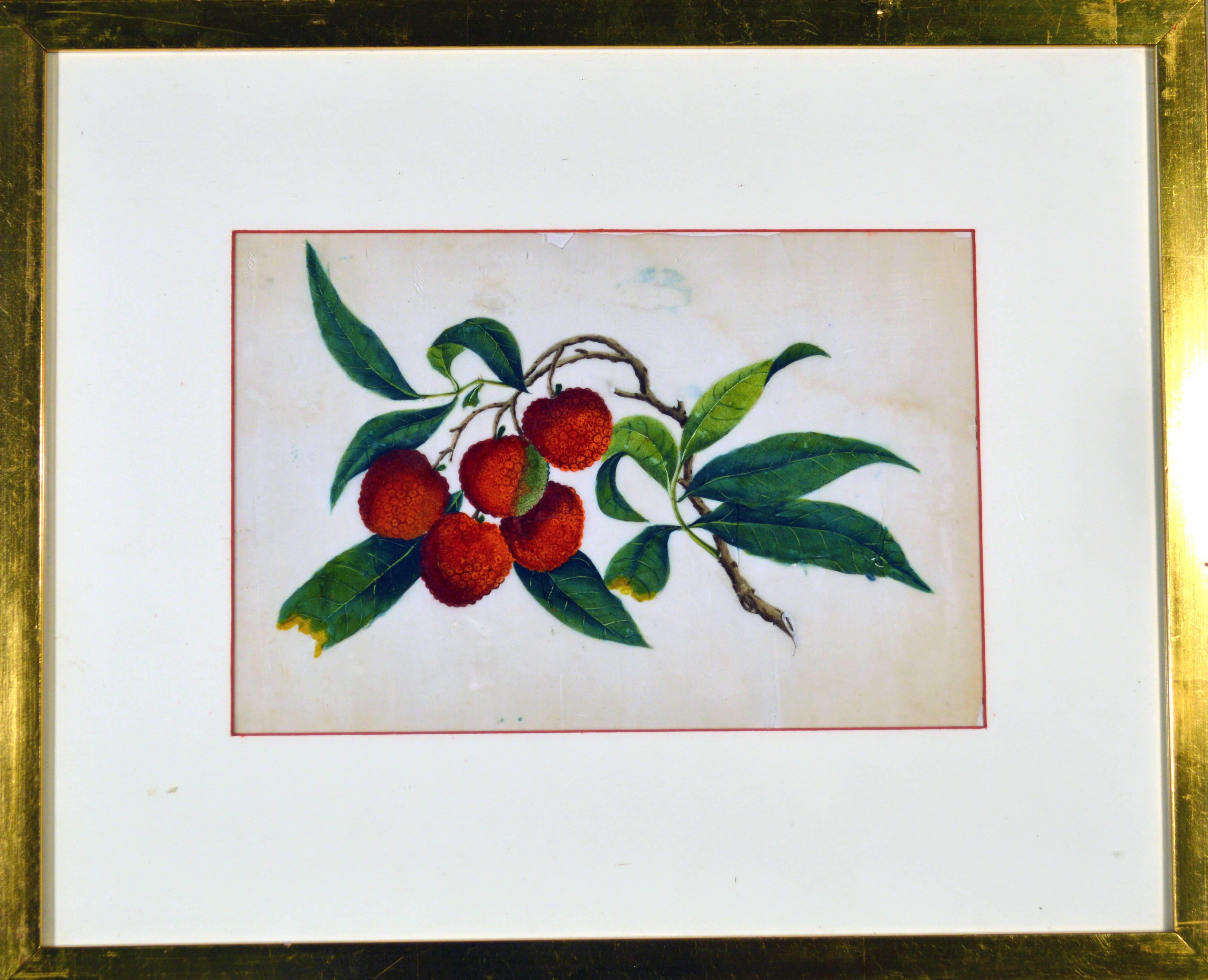 The 19th century Chinese watercolors on pith paper of plants and vegetables within a gilt frame are wonderfully naive and charming.
