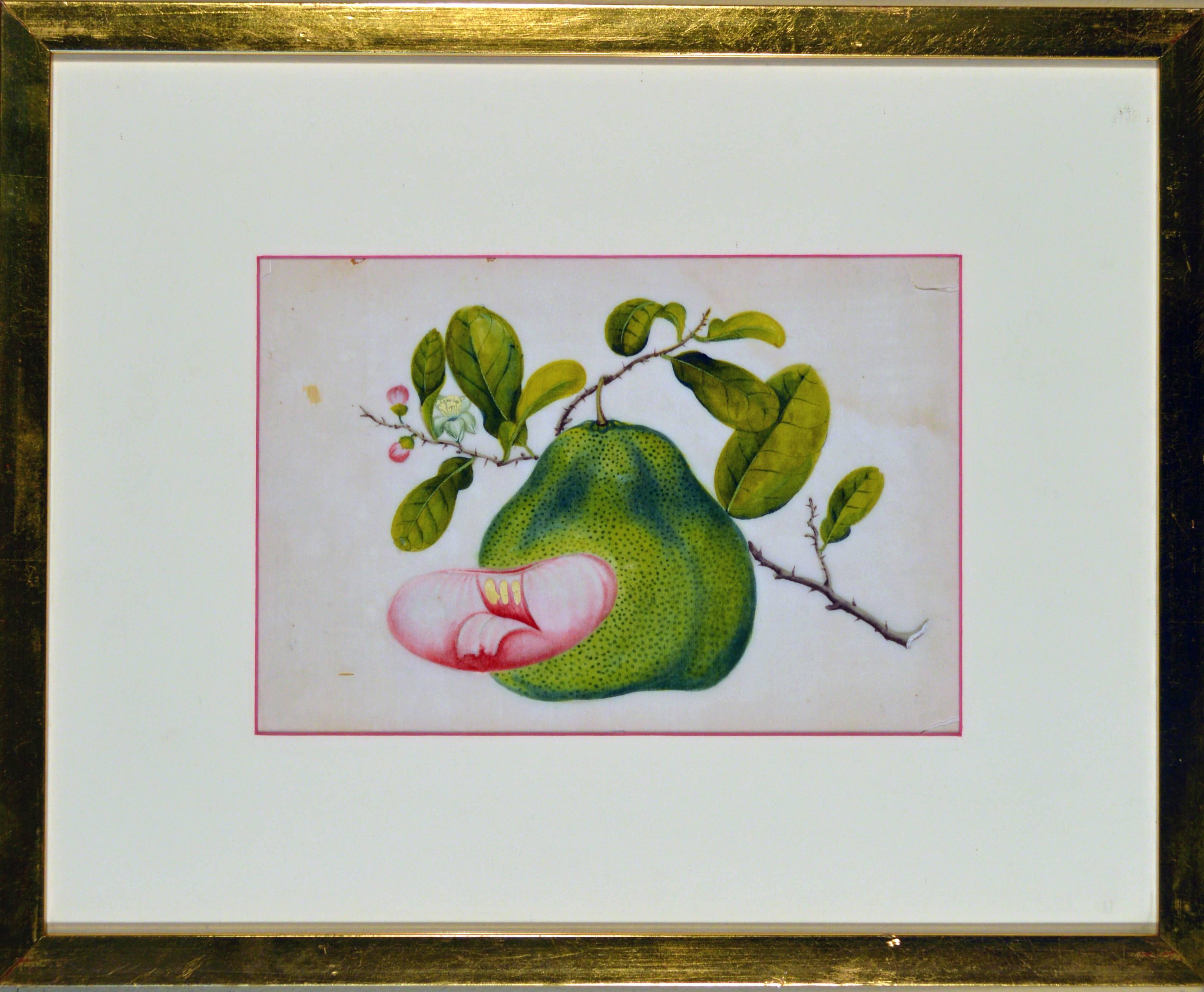 Chinese Export China Trade Watercolor Paintings of Vegetables, Set of Six