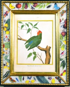 Set of 12 18th Century Francois Nicolas Martinet Engravings of Parrots