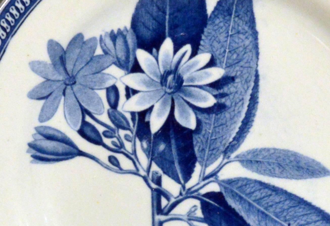 English pearlware plate with botanical specimen in underglaze blue,
Lavender star (grewia) flower,
circa 1820.

The plate is printed with the lavender star (grewia) flower.
