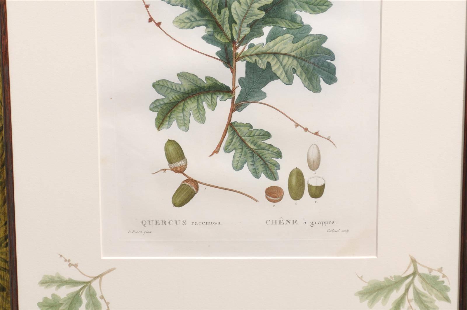 Set of Six, 19th Century French Botanicals For Sale 3