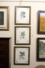 Set of Six, 19th Century French Botanicals