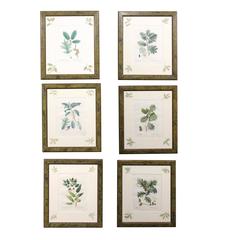 Set of Six, 19th Century French Botanicals
