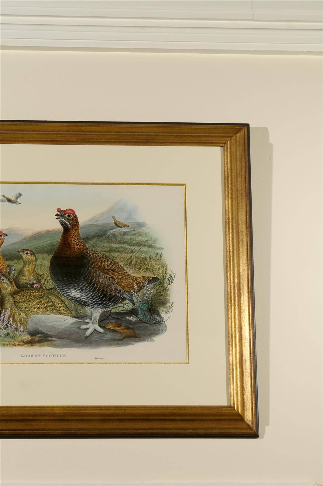19th Century J.Wolf and W. Hart Red Grouse Print For Sale