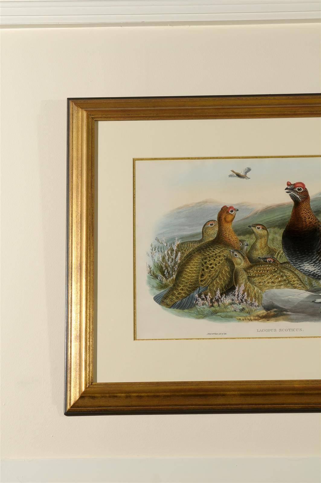 J.Wolf and W. Hart Red Grouse Print In Good Condition For Sale In Atlanta, GA