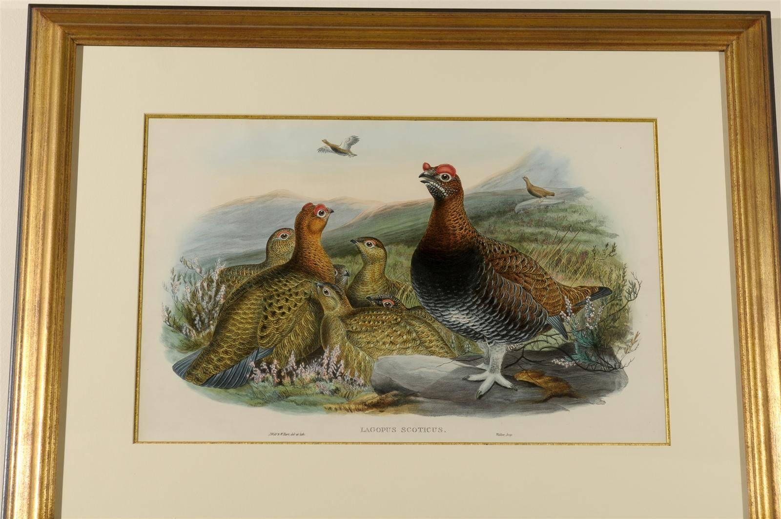 English J.Wolf and W. Hart Red Grouse Print For Sale