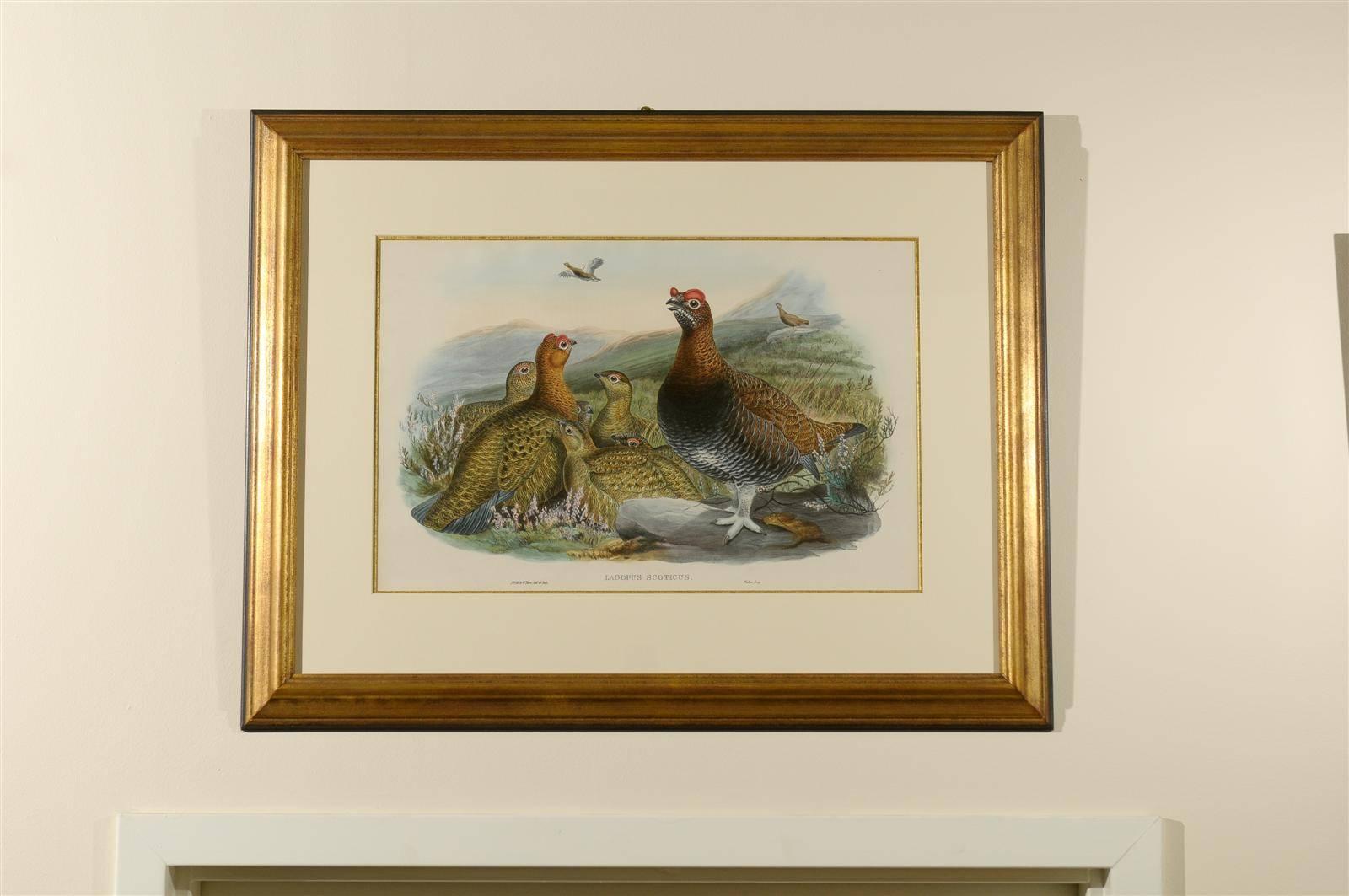 Lagopus scoticus.
The red grouse is a medium sized bird in the grouse family which is found in Heather Moorland in Great Britain and Ireland. Professionally framed by Fred Reed Picture Framing.
